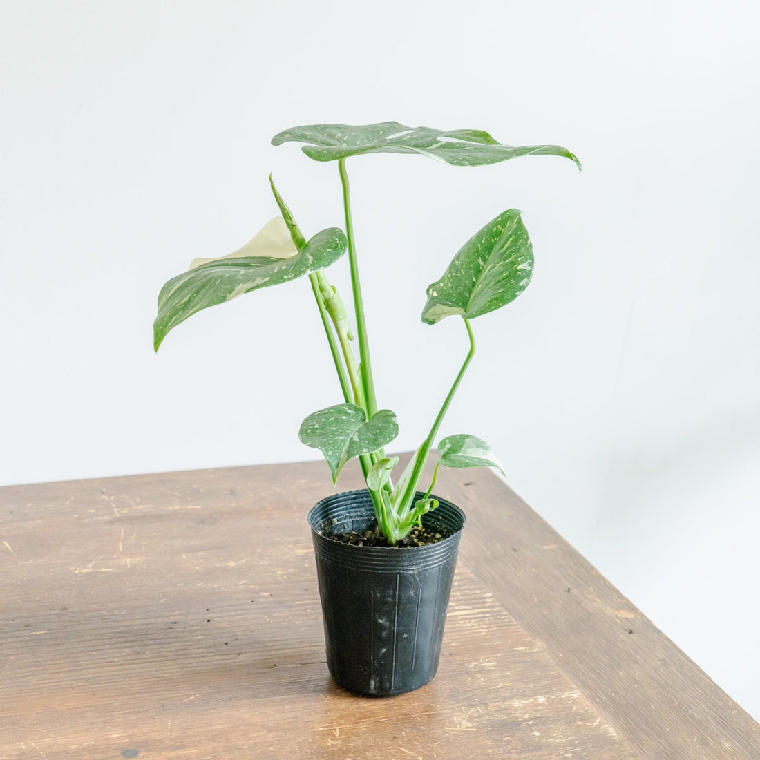 モンステラ タイコンストレーションをオーダーするならFlower&amp;Plants tette │ 「手から手へ、想いを運ぶフラワーショップ」【板橋駅徒歩4分】【熟練フローリスト夫婦が運営】【最短2営業日で発送】【24時間365日注文OK】【ギフトは3300円〜】フラワーギフトを手から手へ、想いを込めたブーケやアレンジメントで大切な人に感謝と愛情を。シーンや用途に合わせて選びやすい豊富な種