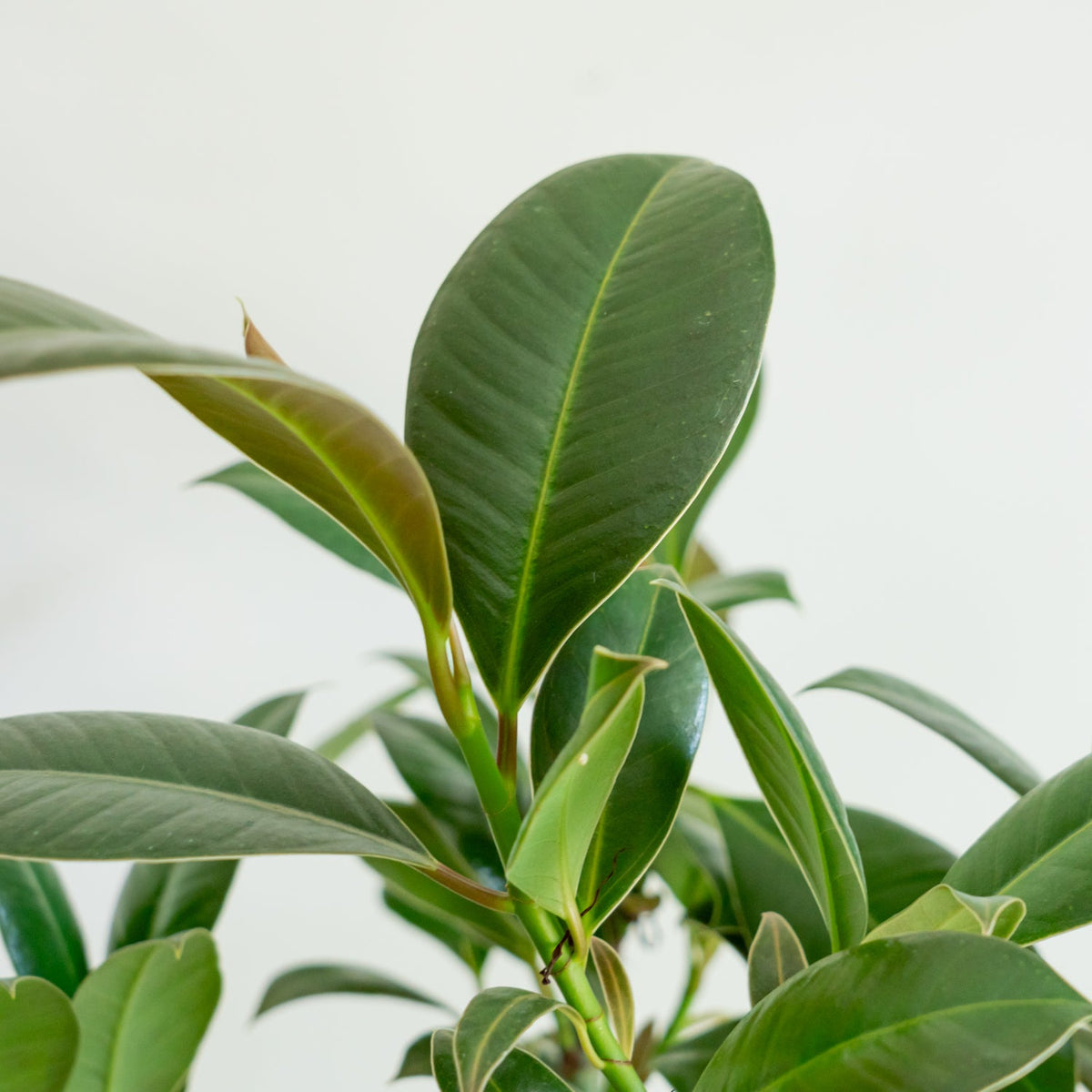 フィカス メラニーをオーダーするならFlower&amp;Plants tette │ 「手から手へ、想いを運ぶフラワーショップ」【板橋駅徒歩4分】【熟練フローリスト夫婦が運営】【最短2営業日で発送】【24時間365日注文OK】【ギフトは3300円〜】フラワーギフトを手から手へ、想いを込めたブーケやアレンジメントで大切な人に感謝と愛情を。シーンや用途に合わせて選びやすい豊富な種