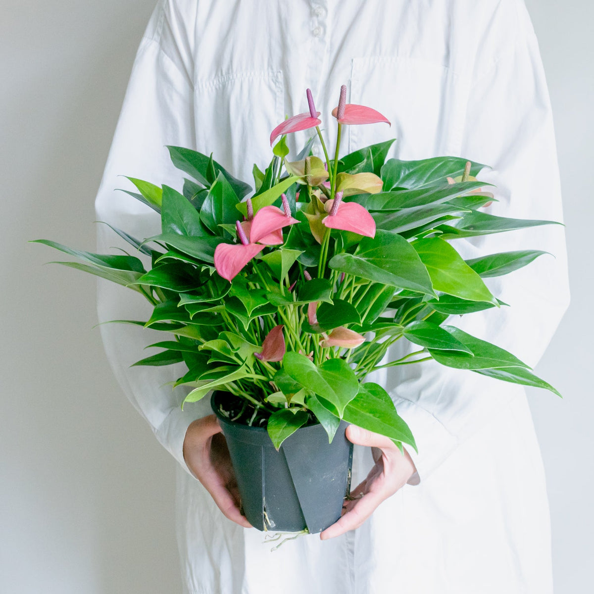 アンスリウム ローズをオーダーするならFlower&amp;Plants tette │ 「手から手へ、想いを運ぶフラワーショップ」【板橋駅徒歩4分】【熟練フローリスト夫婦が運営】【最短2営業日で発送】【24時間365日注文OK】【ギフトは3300円〜】フラワーギフトを手から手へ、想いを込めたブーケやアレンジメントで大切な人に感謝と愛情を。シーンや用途に合わせて選びやすい豊富な種