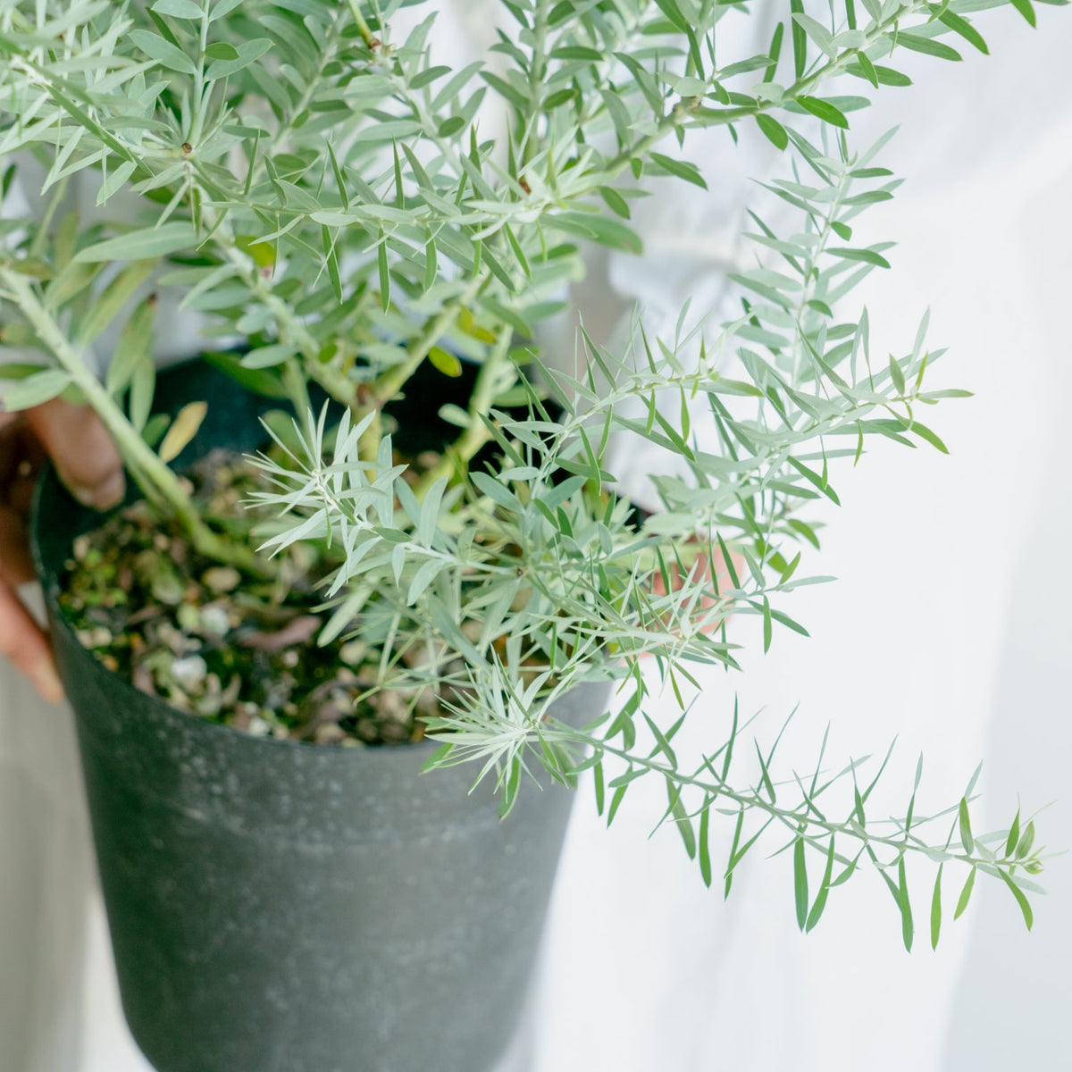 アカシア ブルーブッシュをオーダーするならFlower&amp;Plants tette │ 「手から手へ、想いを運ぶフラワーショップ」【板橋駅徒歩4分】【熟練フローリスト夫婦が運営】【最短2営業日で発送】【24時間365日注文OK】【ギフトは3300円〜】フラワーギフトを手から手へ、想いを込めたブーケやアレンジメントで大切な人に感謝と愛情を。シーンや用途に合わせて選びやすい豊富な種