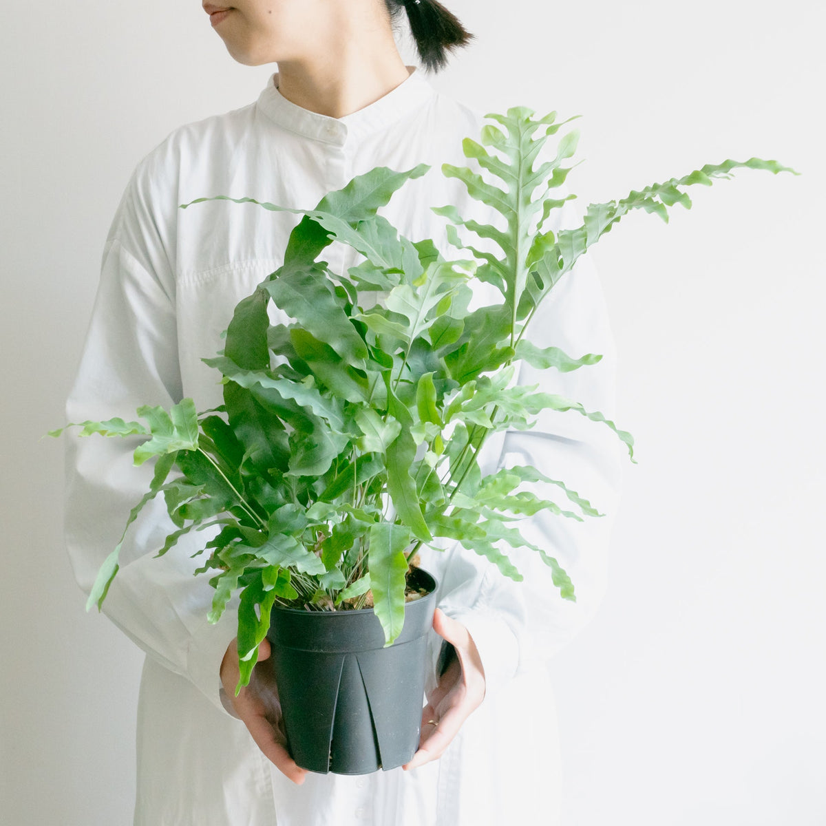 フレポディウム　ブルースターをオーダーするならFlower&amp;Plants tette │ 「手から手へ、想いを運ぶフラワーショップ」【板橋駅徒歩4分】【熟練フローリスト夫婦が運営】【最短2営業日で発送】【24時間365日注文OK】【ギフトは3300円〜】フラワーギフトを手から手へ、想いを込めたブーケやアレンジメントで大切な人に感謝と愛情を。シーンや用途に合わせて選びやすい豊富な種