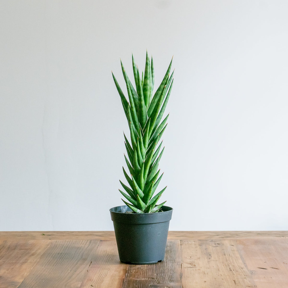サンスベリア フランシンをオーダーするならFlower&amp;Plants tette │ 「手から手へ、想いを運ぶフラワーショップ」【板橋駅徒歩4分】【熟練フローリスト夫婦が運営】【最短2営業日で発送】【24時間365日注文OK】【ギフトは3300円〜】フラワーギフトを手から手へ、想いを込めたブーケやアレンジメントで大切な人に感謝と愛情を。シーンや用途に合わせて選びやすい豊富な種