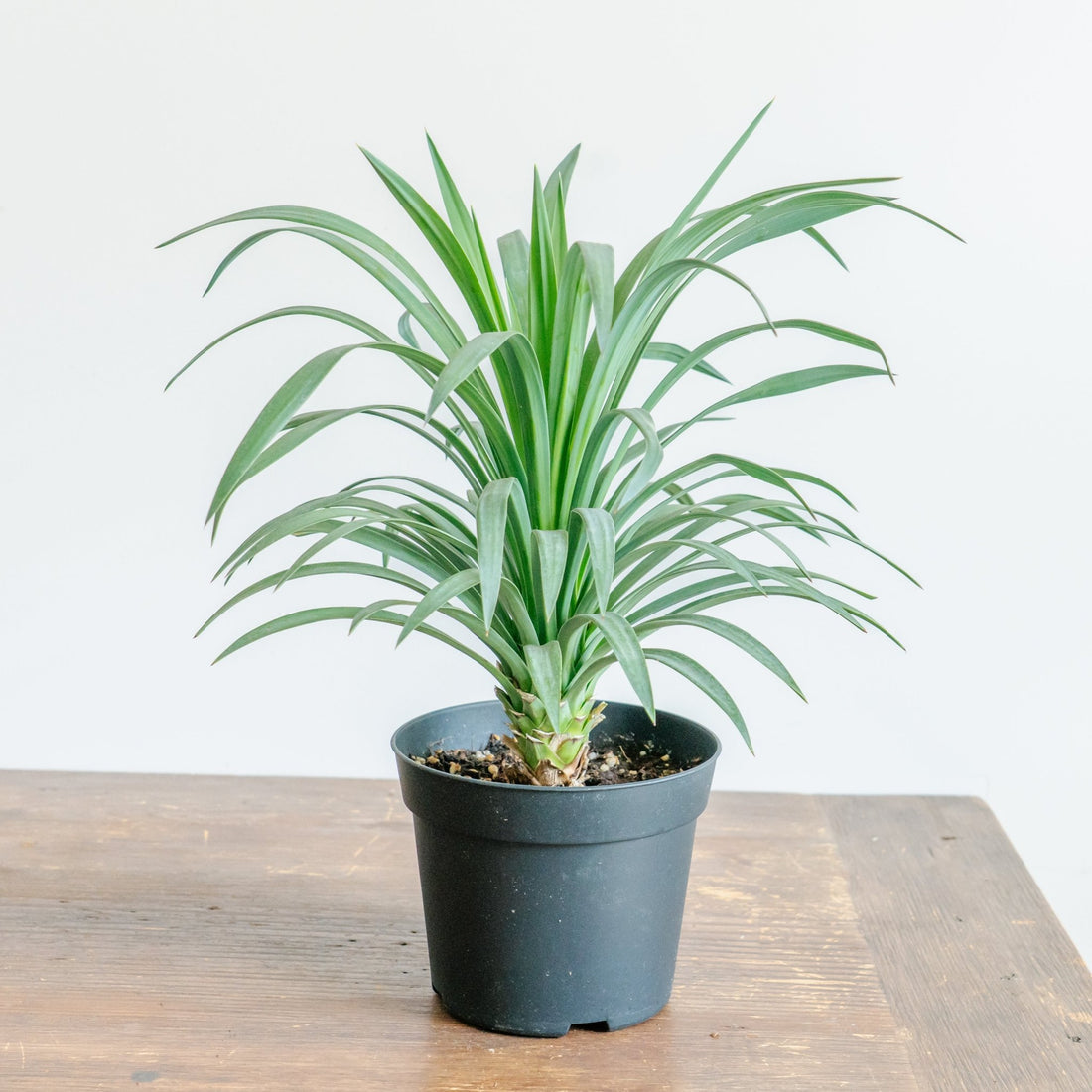 ユッカ･ディスメキアーナをオーダーするならFlower&amp;Plants tette │ 「手から手へ、想いを運ぶフラワーショップ」【板橋駅徒歩4分】【熟練フローリスト夫婦が運営】【最短2営業日で発送】【24時間365日注文OK】【ギフトは3300円〜】フラワーギフトを手から手へ、想いを込めたブーケやアレンジメントで大切な人に感謝と愛情を。シーンや用途に合わせて選びやすい豊富な種