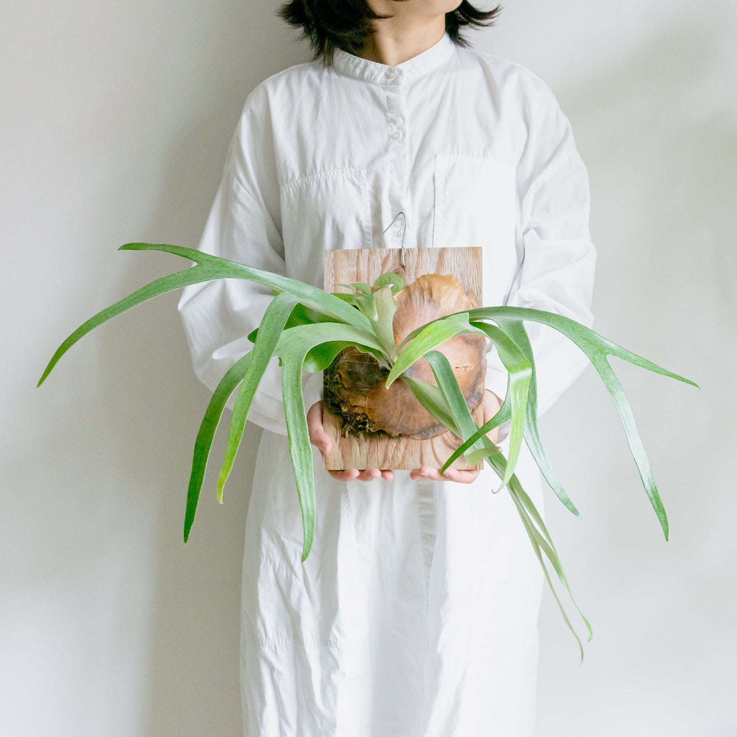ビカクシダ　サウスシーをオーダーするならFlower&amp;Plants tette │ 「手から手へ、想いを運ぶフラワーショップ」【板橋駅徒歩4分】【熟練フローリスト夫婦が運営】【最短2営業日で発送】【24時間365日注文OK】【ギフトは3300円〜】フラワーギフトを手から手へ、想いを込めたブーケやアレンジメントで大切な人に感謝と愛情を。シーンや用途に合わせて選びやすい豊富な種