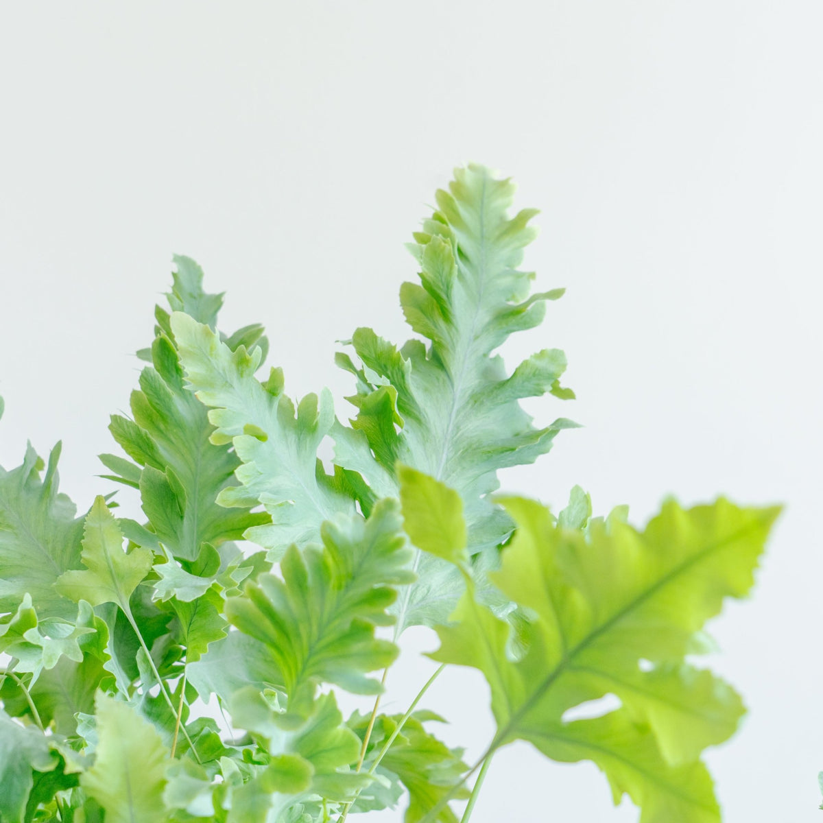 フレボディウムダバナをオーダーするならFlower&amp;Plants tette │ 「手から手へ、想いを運ぶフラワーショップ」【板橋駅徒歩4分】【熟練フローリスト夫婦が運営】【最短2営業日で発送】【24時間365日注文OK】【ギフトは3300円〜】フラワーギフトを手から手へ、想いを込めたブーケやアレンジメントで大切な人に感謝と愛情を。シーンや用途に合わせて選びやすい豊富な種