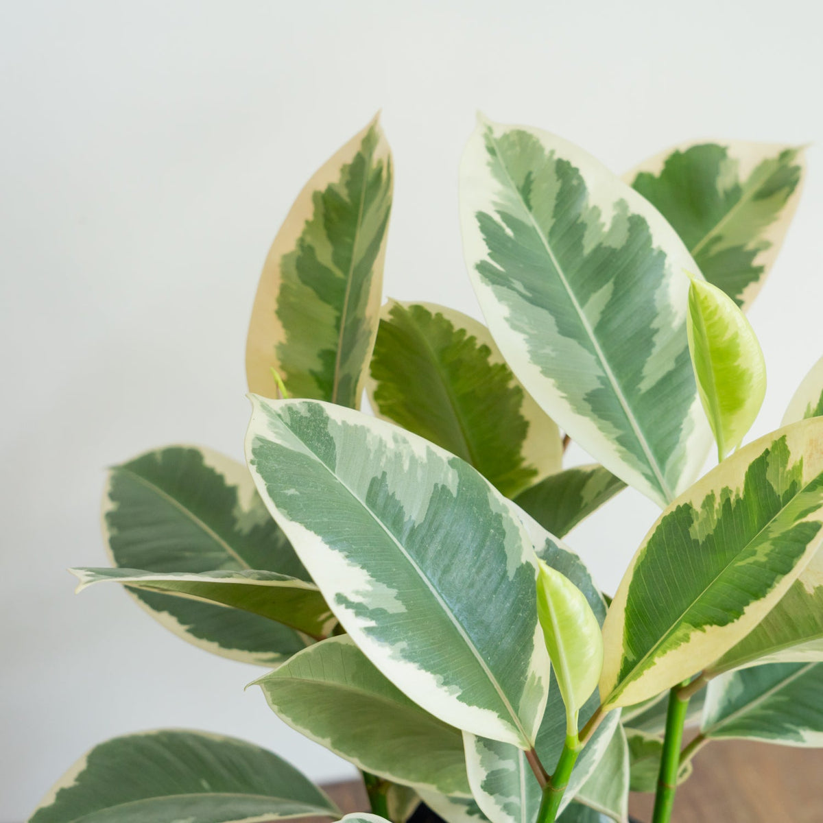 フィカス ティネケをオーダーするならFlower&amp;Plants tette │ 「手から手へ、想いを運ぶフラワーショップ」【板橋駅徒歩4分】【熟練フローリスト夫婦が運営】【最短2営業日で発送】【24時間365日注文OK】【ギフトは3300円〜】フラワーギフトを手から手へ、想いを込めたブーケやアレンジメントで大切な人に感謝と愛情を。シーンや用途に合わせて選びやすい豊富な種
