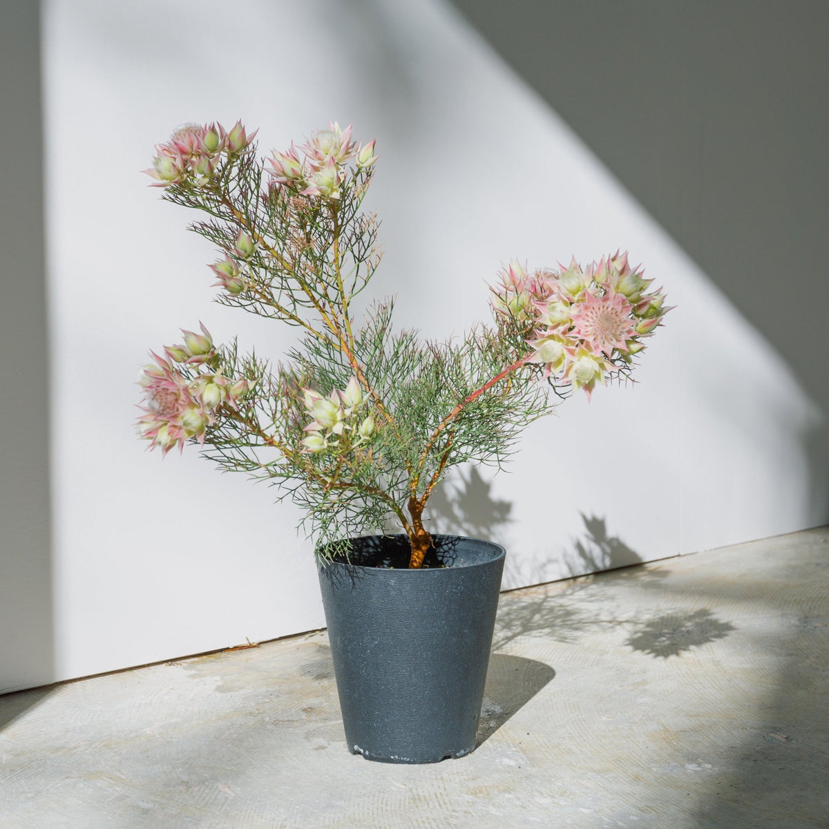 セルリア プリティピンクをオーダーするならFlower&amp;Plants tette │ 「手から手へ、想いを運ぶフラワーショップ」【板橋駅徒歩4分】【熟練フローリスト夫婦が運営】【最短2営業日で発送】【24時間365日注文OK】【ギフトは3300円〜】フラワーギフトを手から手へ、想いを込めたブーケやアレンジメントで大切な人に感謝と愛情を。シーンや用途に合わせて選びやすい豊富な種