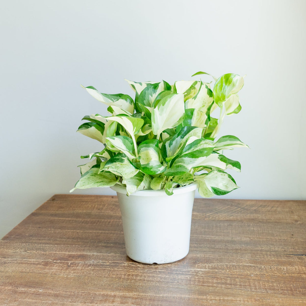 ポトス ステータスをオーダーするならFlower&amp;Plants tette │ 「手から手へ、想いを運ぶフラワーショップ」【板橋駅徒歩4分】【熟練フローリスト夫婦が運営】【最短2営業日で発送】【24時間365日注文OK】【ギフトは3300円〜】フラワーギフトを手から手へ、想いを込めたブーケやアレンジメントで大切な人に感謝と愛情を。シーンや用途に合わせて選びやすい豊富な種