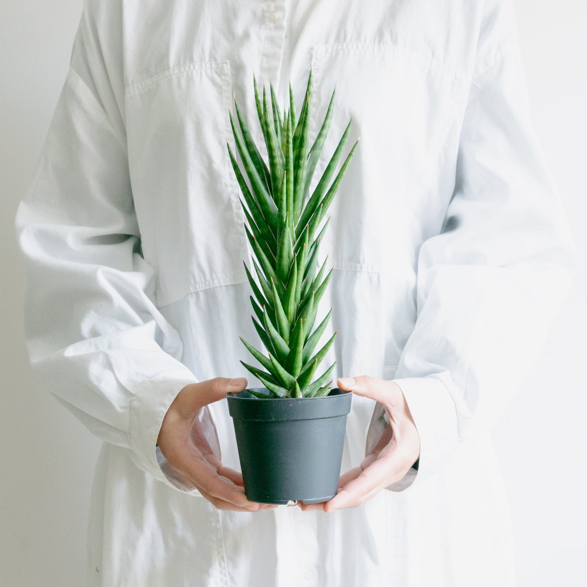 サンスベリア フランシンをオーダーするならFlower&amp;Plants tette │ 「手から手へ、想いを運ぶフラワーショップ」【板橋駅徒歩4分】【熟練フローリスト夫婦が運営】【最短2営業日で発送】【24時間365日注文OK】【ギフトは3300円〜】フラワーギフトを手から手へ、想いを込めたブーケやアレンジメントで大切な人に感謝と愛情を。シーンや用途に合わせて選びやすい豊富な種