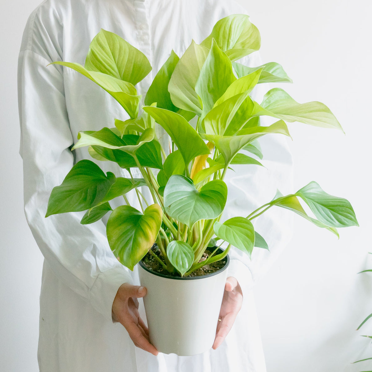 ホマロメナサンシャインジェムをオーダーするならFlower&amp;Plants tette │ 「手から手へ、想いを運ぶフラワーショップ」【板橋駅徒歩4分】【熟練フローリスト夫婦が運営】【最短2営業日で発送】【24時間365日注文OK】【ギフトは3300円〜】フラワーギフトを手から手へ、想いを込めたブーケやアレンジメントで大切な人に感謝と愛情を。シーンや用途に合わせて選びやすい豊富な種