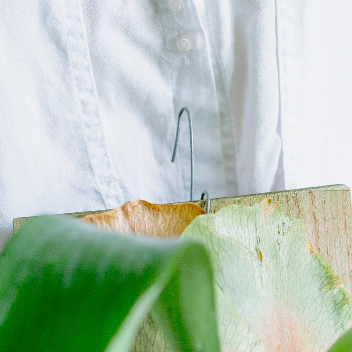 ビカクシダ　ヒリーをオーダーするならFlower&amp;Plants tette │ 「手から手へ、想いを運ぶフラワーショップ」【板橋駅徒歩4分】【熟練フローリスト夫婦が運営】【最短2営業日で発送】【24時間365日注文OK】【ギフトは3300円〜】フラワーギフトを手から手へ、想いを込めたブーケやアレンジメントで大切な人に感謝と愛情を。シーンや用途に合わせて選びやすい豊富な種
