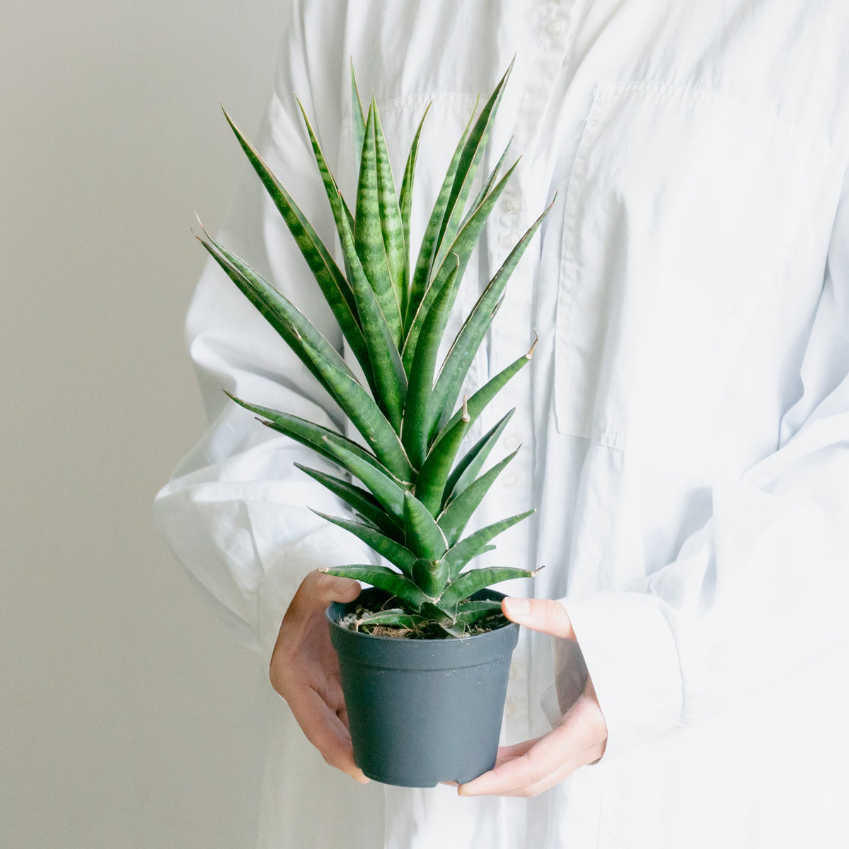 サンスベリア ビースリーをオーダーするならFlower&amp;Plants tette │ 「手から手へ、想いを運ぶフラワーショップ」【板橋駅徒歩4分】【熟練フローリスト夫婦が運営】【最短2営業日で発送】【24時間365日注文OK】【ギフトは3300円〜】フラワーギフトを手から手へ、想いを込めたブーケやアレンジメントで大切な人に感謝と愛情を。シーンや用途に合わせて選びやすい豊富な種