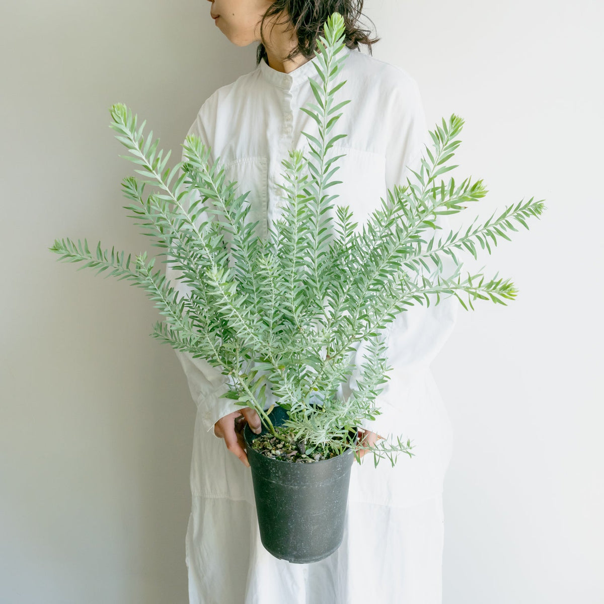 アカシア ブルーブッシュをオーダーするならFlower&amp;Plants tette │ 「手から手へ、想いを運ぶフラワーショップ」【板橋駅徒歩4分】【熟練フローリスト夫婦が運営】【最短2営業日で発送】【24時間365日注文OK】【ギフトは3300円〜】フラワーギフトを手から手へ、想いを込めたブーケやアレンジメントで大切な人に感謝と愛情を。シーンや用途に合わせて選びやすい豊富な種