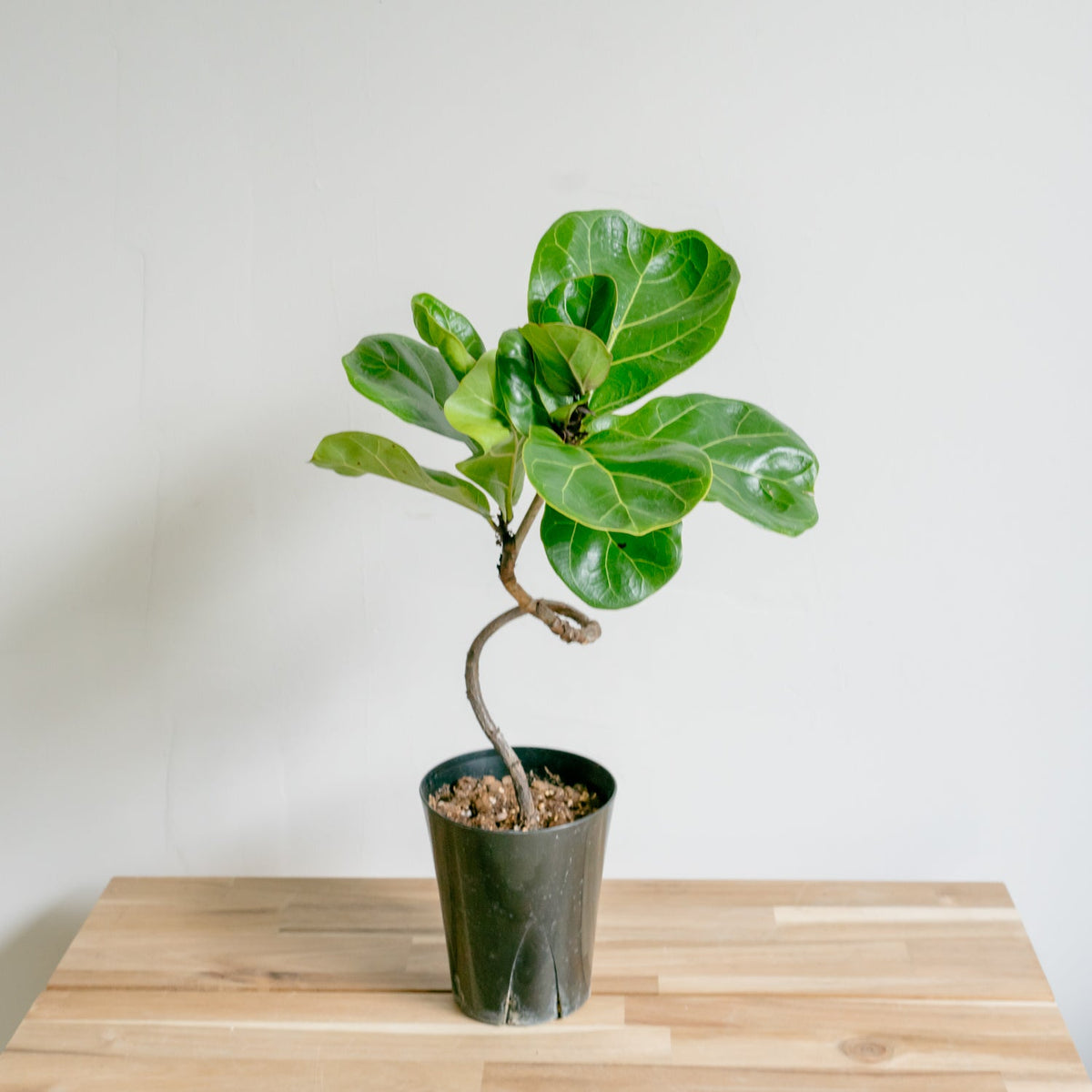 フィカス　バンビーノをオーダーするならFlower&amp;Plants tette │ 「手から手へ、想いを運ぶフラワーショップ」【板橋駅徒歩4分】【熟練フローリスト夫婦が運営】【最短2営業日で発送】【24時間365日注文OK】【ギフトは3300円〜】フラワーギフトを手から手へ、想いを込めたブーケやアレンジメントで大切な人に感謝と愛情を。シーンや用途に合わせて選びやすい豊富な種
