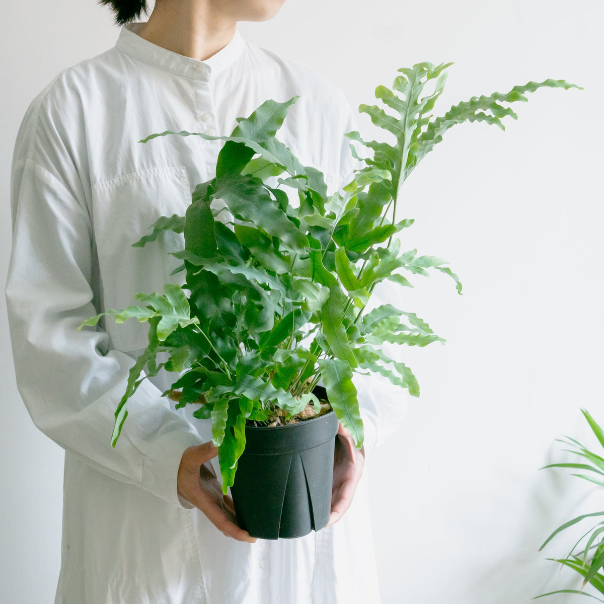 フレポディウム　ブルースターをオーダーするならFlower&amp;Plants tette │ 「手から手へ、想いを運ぶフラワーショップ」【板橋駅徒歩4分】【熟練フローリスト夫婦が運営】【最短2営業日で発送】【24時間365日注文OK】【ギフトは3300円〜】フラワーギフトを手から手へ、想いを込めたブーケやアレンジメントで大切な人に感謝と愛情を。シーンや用途に合わせて選びやすい豊富な種