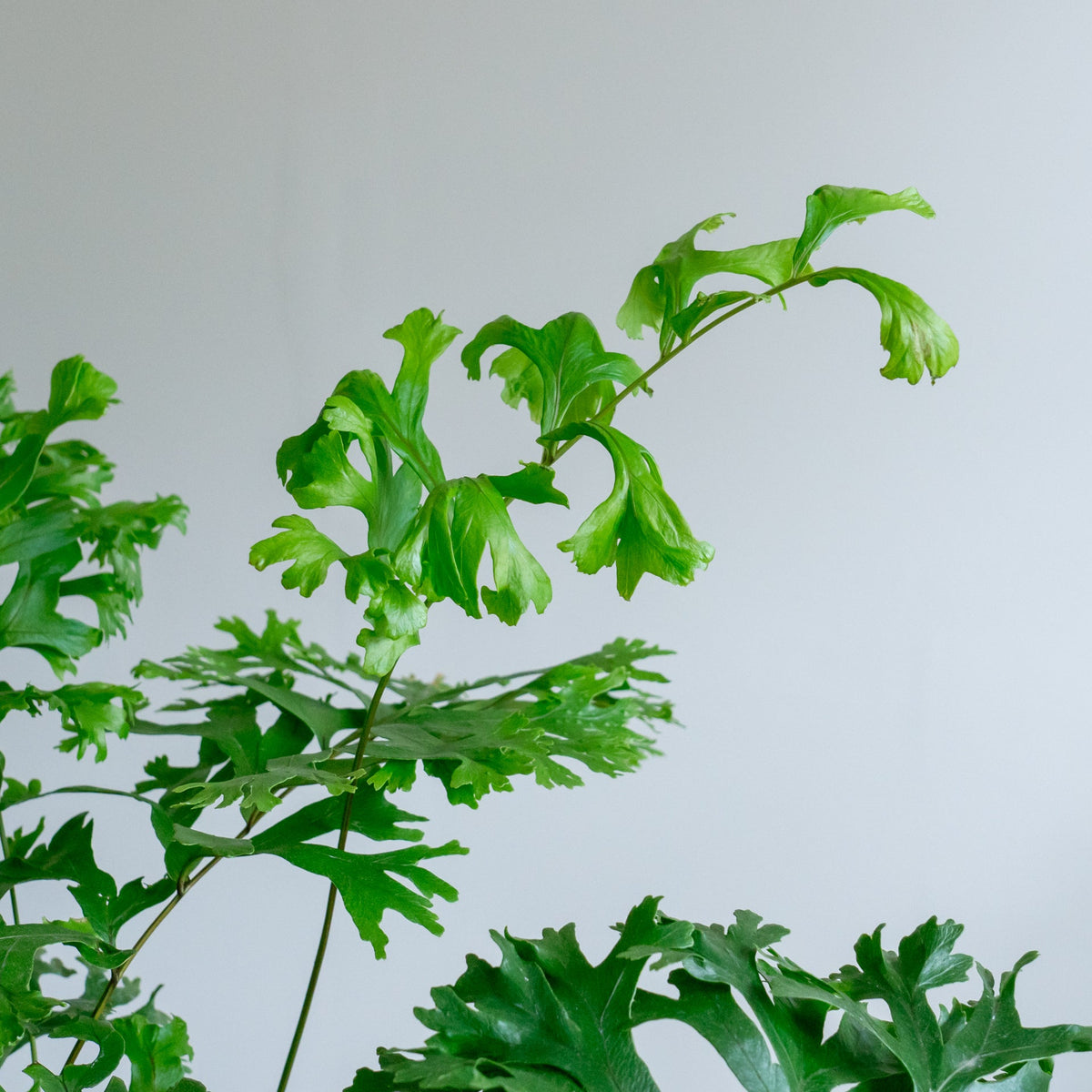 フレポディウム ファラックスをオーダーするならFlower&amp;Plants tette │ 「手から手へ、想いを運ぶフラワーショップ」【板橋駅徒歩4分】【熟練フローリスト夫婦が運営】【最短2営業日で発送】【24時間365日注文OK】【ギフトは3300円〜】フラワーギフトを手から手へ、想いを込めたブーケやアレンジメントで大切な人に感謝と愛情を。シーンや用途に合わせて選びやすい豊富な種