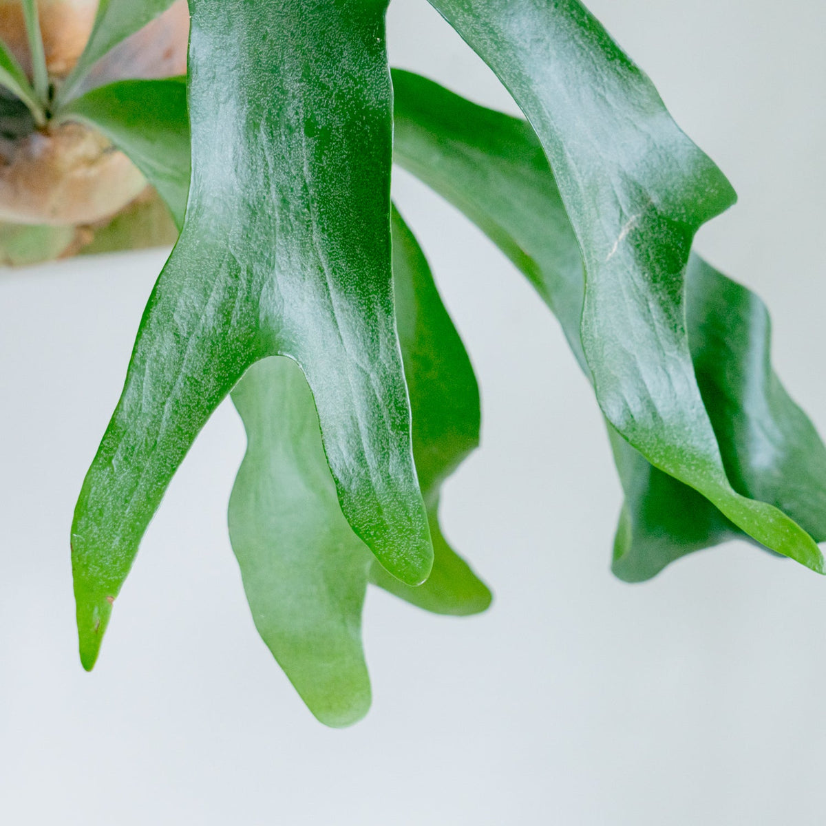 ビカクシダ　ヒリーをオーダーするならFlower&amp;Plants tette │ 「手から手へ、想いを運ぶフラワーショップ」【板橋駅徒歩4分】【熟練フローリスト夫婦が運営】【最短2営業日で発送】【24時間365日注文OK】【ギフトは3300円〜】フラワーギフトを手から手へ、想いを込めたブーケやアレンジメントで大切な人に感謝と愛情を。シーンや用途に合わせて選びやすい豊富な種