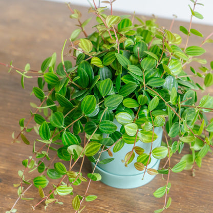 ペペロミア アングラータをオーダーするならFlower&amp;Plants tette │ 「手から手へ、想いを運ぶフラワーショップ」【板橋駅徒歩4分】【熟練フローリスト夫婦が運営】【最短2営業日で発送】【24時間365日注文OK】【ギフトは3300円〜】フラワーギフトを手から手へ、想いを込めたブーケやアレンジメントで大切な人に感謝と愛情を。シーンや用途に合わせて選びやすい豊富な種