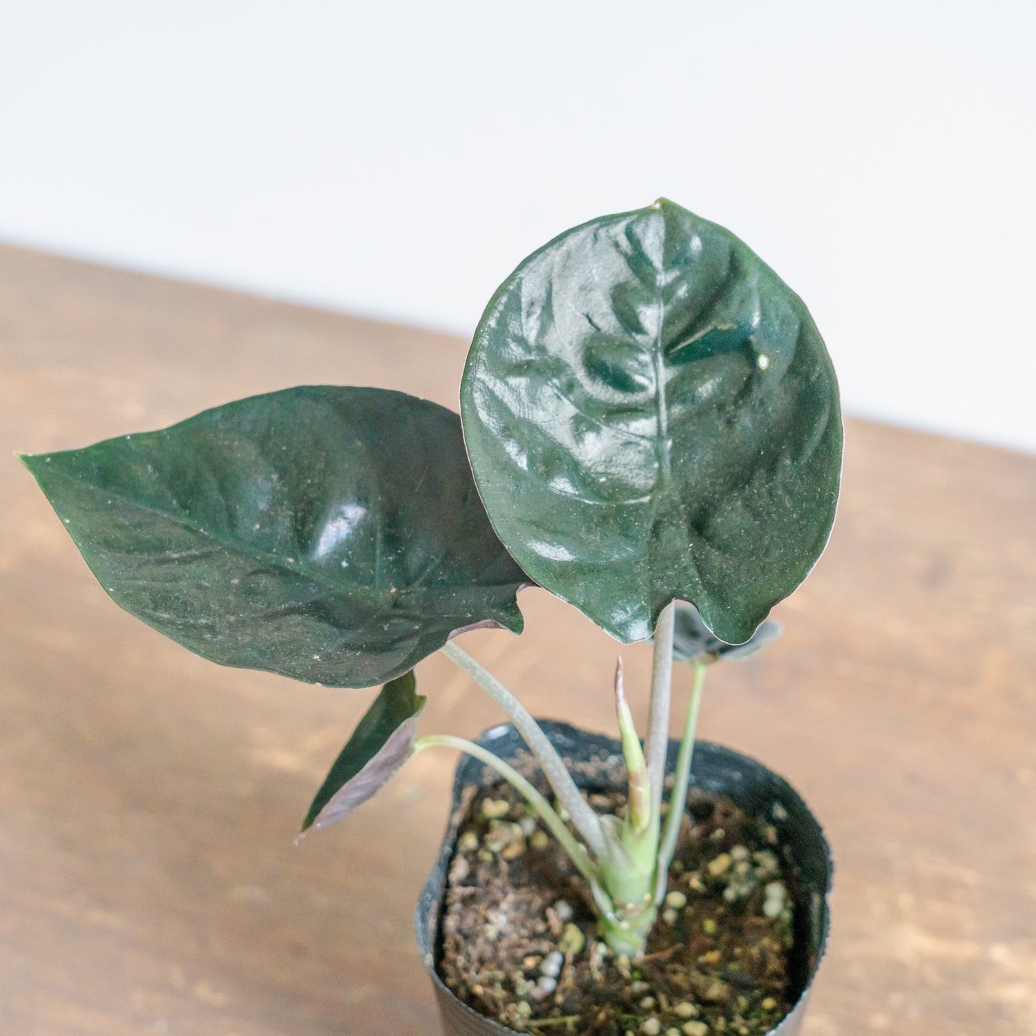 アロカシア・インフェリナリス・ブラックジャックをオーダーするならFlower&amp;Plants tette │ 「手から手へ、想いを運ぶフラワーショップ」【板橋駅徒歩4分】【熟練フローリスト夫婦が運営】【最短2営業日で発送】【24時間365日注文OK】【ギフトは3300円〜】フラワーギフトを手から手へ、想いを込めたブーケやアレンジメントで大切な人に感謝と愛情を。シーンや用途に合わせて選びやすい豊富な種