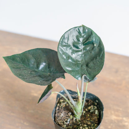 アロカシア・インフェリナリス・ブラックジャックをオーダーするならFlower&amp;Plants tette │ 「手から手へ、想いを運ぶフラワーショップ」【板橋駅徒歩4分】【熟練フローリスト夫婦が運営】【最短2営業日で発送】【24時間365日注文OK】【ギフトは3300円〜】フラワーギフトを手から手へ、想いを込めたブーケやアレンジメントで大切な人に感謝と愛情を。シーンや用途に合わせて選びやすい豊富な種