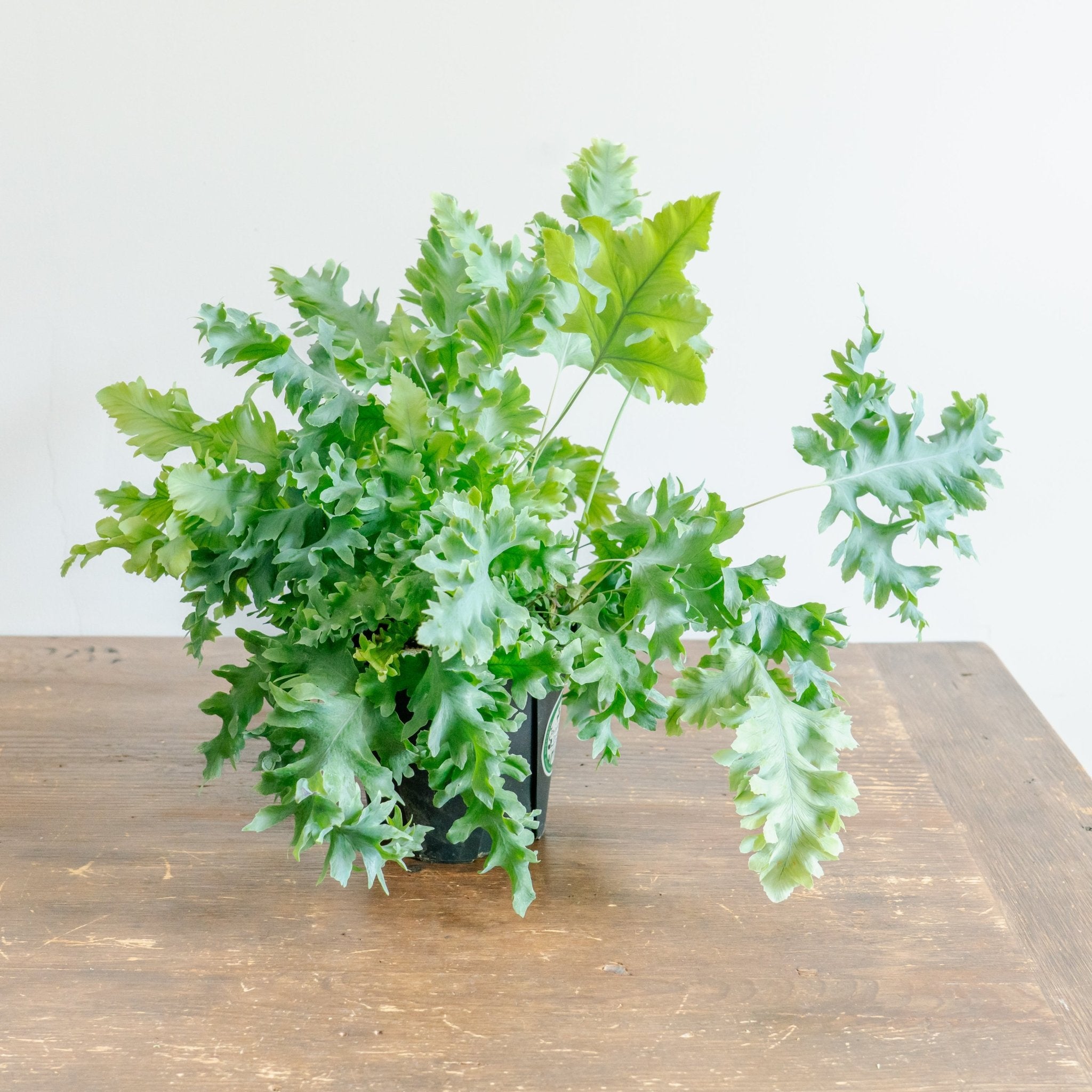 フレボディウムダバナをオーダーするならFlower&amp;Plants tette │ 「手から手へ、想いを運ぶフラワーショップ」【板橋駅徒歩4分】【熟練フローリスト夫婦が運営】【最短2営業日で発送】【24時間365日注文OK】【ギフトは3300円〜】フラワーギフトを手から手へ、想いを込めたブーケやアレンジメントで大切な人に感謝と愛情を。シーンや用途に合わせて選びやすい豊富な種