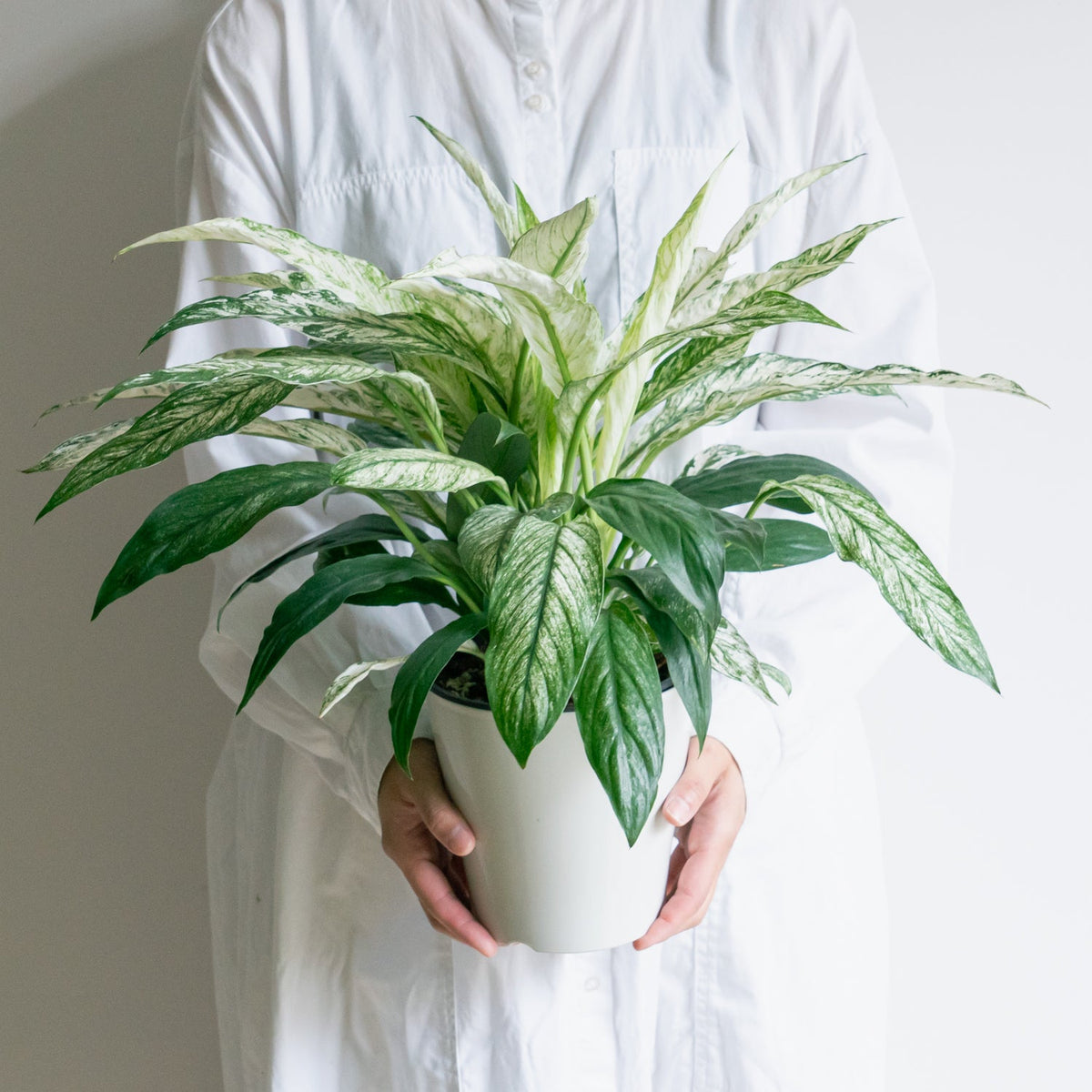スパティフィラム・センセーション　バリエガータをオーダーするならFlower&amp;Plants tette │ 「手から手へ、想いを運ぶフラワーショップ」【板橋駅徒歩4分】【熟練フローリスト夫婦が運営】【最短2営業日で発送】【24時間365日注文OK】【ギフトは3300円〜】フラワーギフトを手から手へ、想いを込めたブーケやアレンジメントで大切な人に感謝と愛情を。シーンや用途に合わせて選びやすい豊富な種