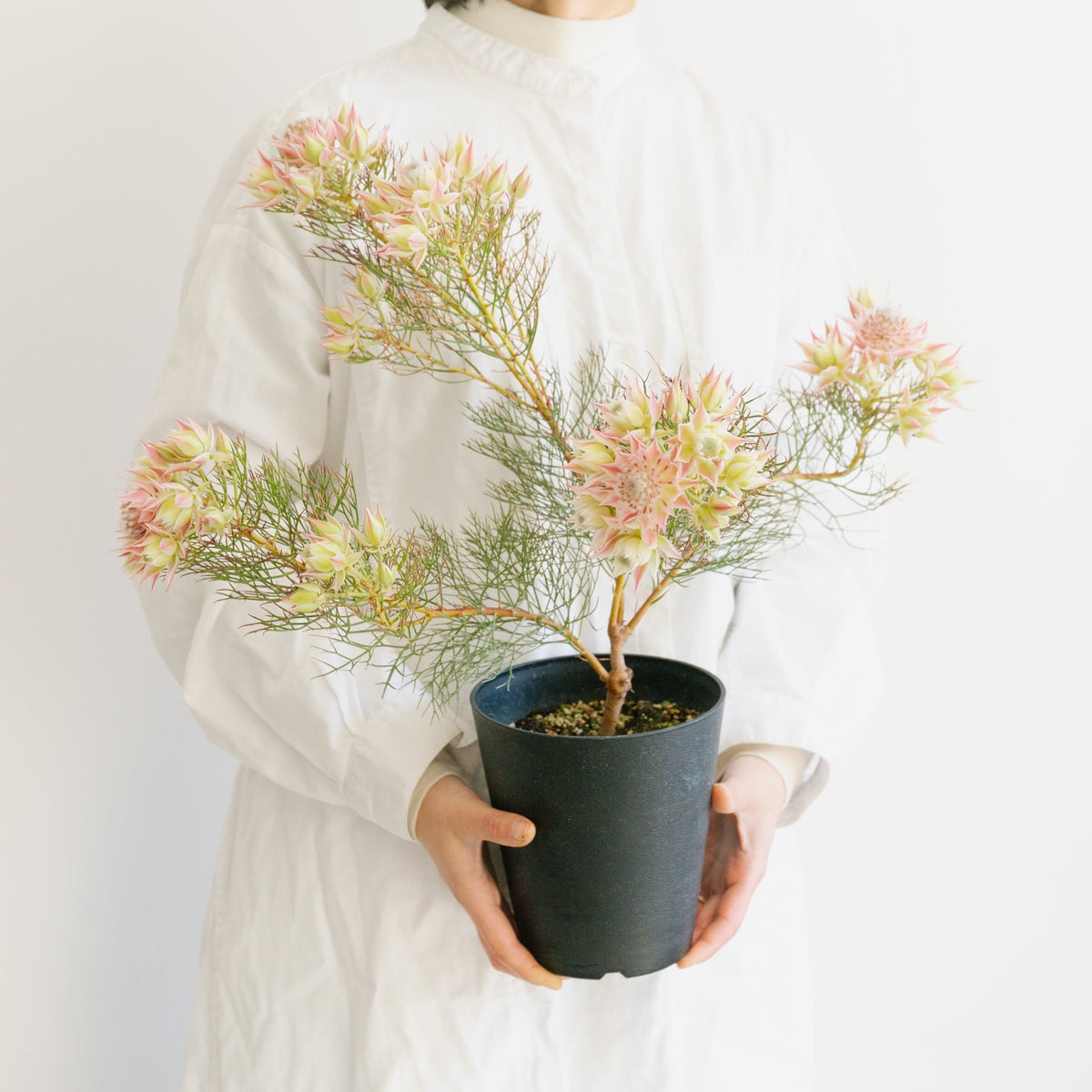 セルリア プリティピンクをオーダーするならFlower&amp;Plants tette │ 「手から手へ、想いを運ぶフラワーショップ」【板橋駅徒歩4分】【熟練フローリスト夫婦が運営】【最短2営業日で発送】【24時間365日注文OK】【ギフトは3300円〜】フラワーギフトを手から手へ、想いを込めたブーケやアレンジメントで大切な人に感謝と愛情を。シーンや用途に合わせて選びやすい豊富な種