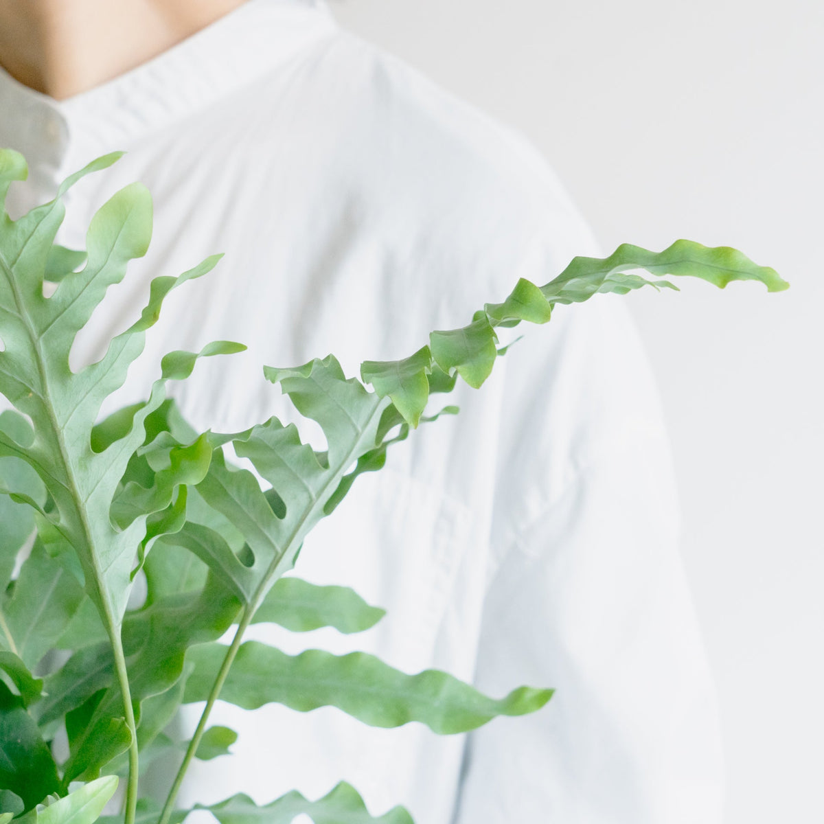 フレポディウム　ブルースターをオーダーするならFlower&amp;Plants tette │ 「手から手へ、想いを運ぶフラワーショップ」【板橋駅徒歩4分】【熟練フローリスト夫婦が運営】【最短2営業日で発送】【24時間365日注文OK】【ギフトは3300円〜】フラワーギフトを手から手へ、想いを込めたブーケやアレンジメントで大切な人に感謝と愛情を。シーンや用途に合わせて選びやすい豊富な種