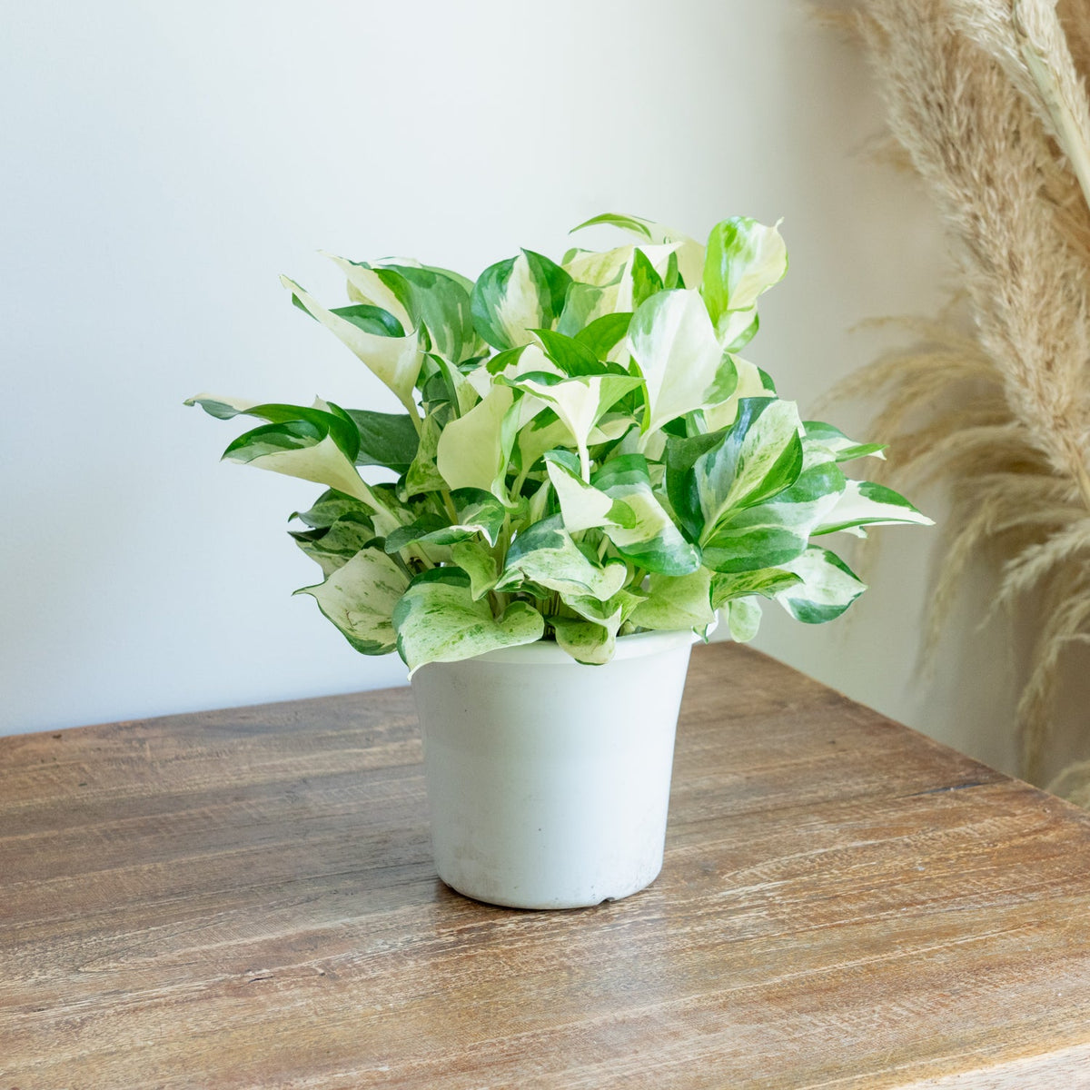 ポトス ステータスをオーダーするならFlower&amp;Plants tette │ 「手から手へ、想いを運ぶフラワーショップ」【板橋駅徒歩4分】【熟練フローリスト夫婦が運営】【最短2営業日で発送】【24時間365日注文OK】【ギフトは3300円〜】フラワーギフトを手から手へ、想いを込めたブーケやアレンジメントで大切な人に感謝と愛情を。シーンや用途に合わせて選びやすい豊富な種