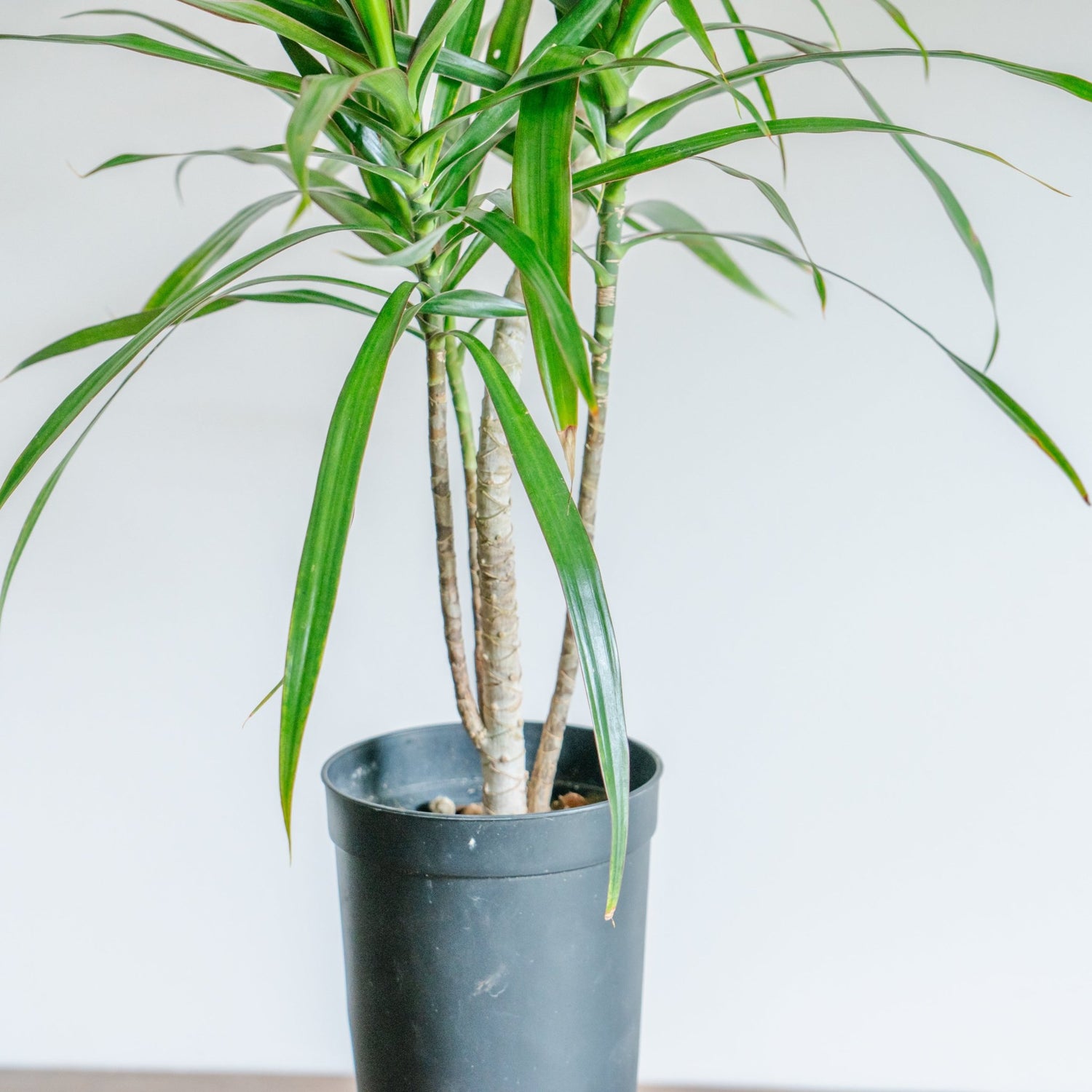 ドラセナ ナビーをオーダーするならFlower&amp;Plants tette │ 「手から手へ、想いを運ぶフラワーショップ」【板橋駅徒歩4分】【熟練フローリスト夫婦が運営】【最短2営業日で発送】【24時間365日注文OK】【ギフトは3300円〜】フラワーギフトを手から手へ、想いを込めたブーケやアレンジメントで大切な人に感謝と愛情を。シーンや用途に合わせて選びやすい豊富な種