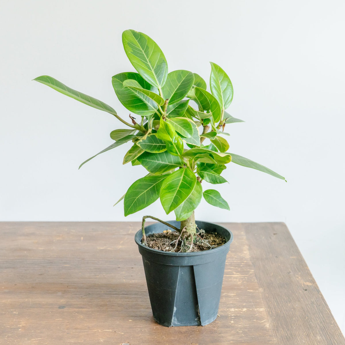 フィカス アルテシマをオーダーするならFlower&amp;Plants tette │ 「手から手へ、想いを運ぶフラワーショップ」【板橋駅徒歩4分】【熟練フローリスト夫婦が運営】【最短2営業日で発送】【24時間365日注文OK】【ギフトは3300円〜】フラワーギフトを手から手へ、想いを込めたブーケやアレンジメントで大切な人に感謝と愛情を。シーンや用途に合わせて選びやすい豊富な種