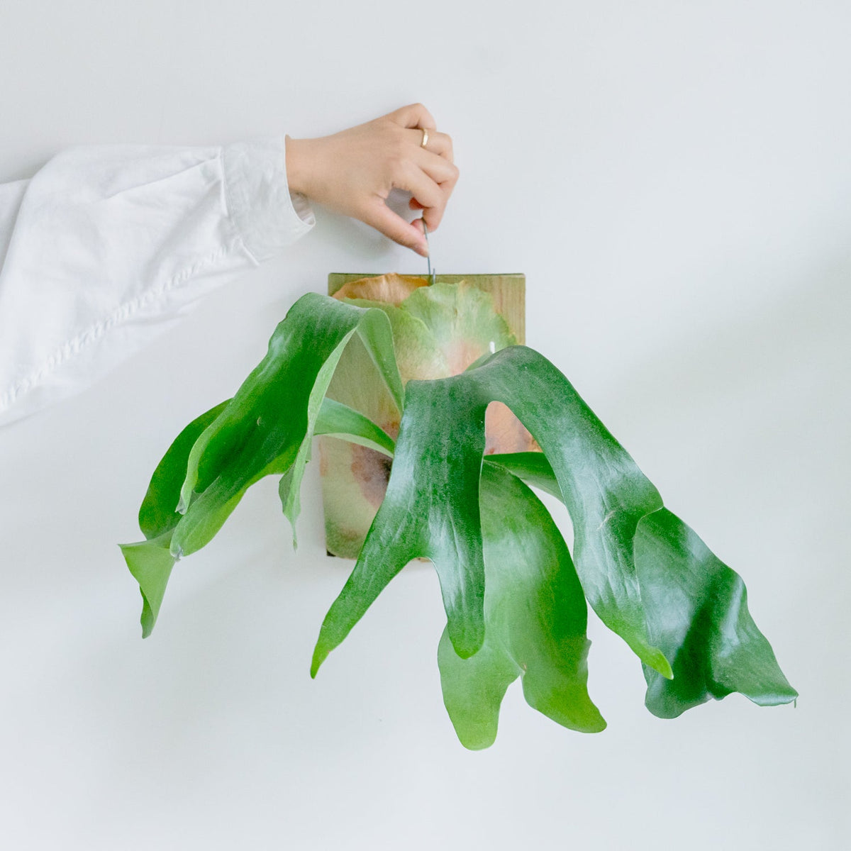 ビカクシダ　ヒリーをオーダーするならFlower&amp;Plants tette │ 「手から手へ、想いを運ぶフラワーショップ」【板橋駅徒歩4分】【熟練フローリスト夫婦が運営】【最短2営業日で発送】【24時間365日注文OK】【ギフトは3300円〜】フラワーギフトを手から手へ、想いを込めたブーケやアレンジメントで大切な人に感謝と愛情を。シーンや用途に合わせて選びやすい豊富な種