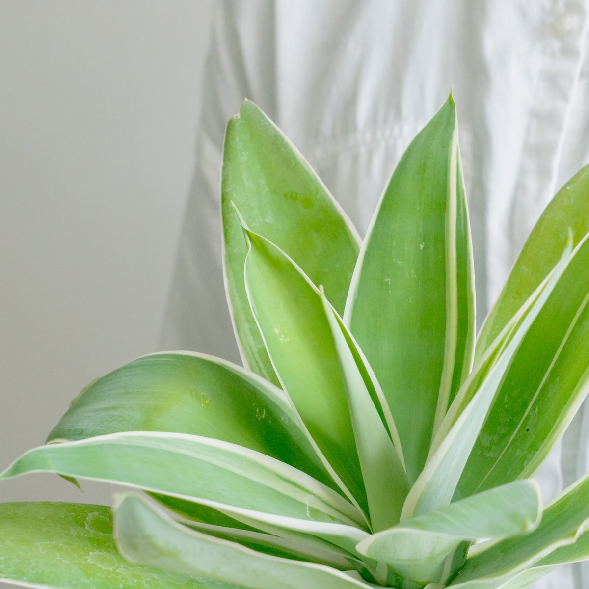 アガベ　アテナータをオーダーするならFlower&amp;Plants tette │ 「手から手へ、想いを運ぶフラワーショップ」【板橋駅徒歩4分】【熟練フローリスト夫婦が運営】【最短2営業日で発送】【24時間365日注文OK】【ギフトは3300円〜】フラワーギフトを手から手へ、想いを込めたブーケやアレンジメントで大切な人に感謝と愛情を。シーンや用途に合わせて選びやすい豊富な種