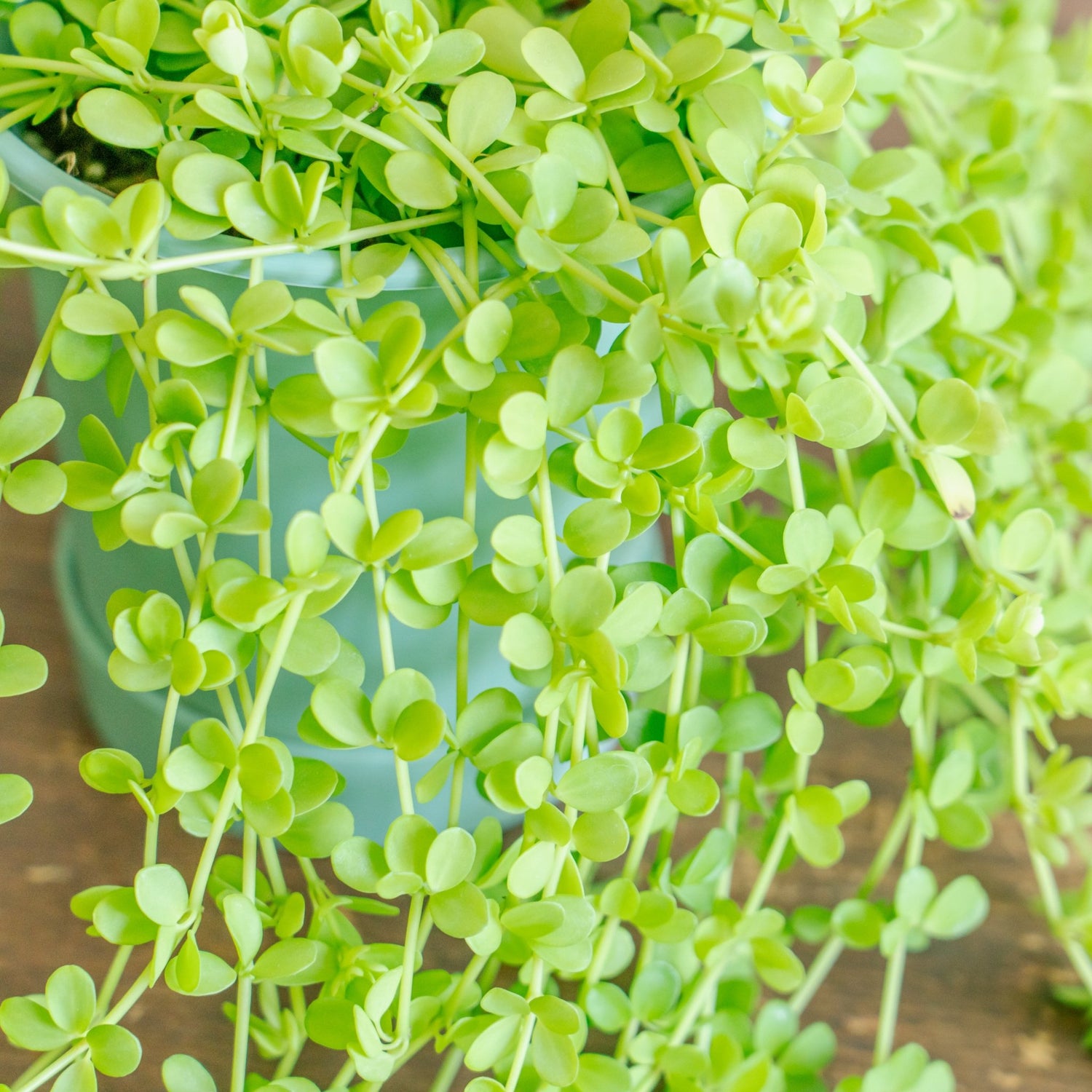 ペペロミア デビーナをオーダーするならFlower&amp;Plants tette │ 「手から手へ、想いを運ぶフラワーショップ」【板橋駅徒歩4分】【熟練フローリスト夫婦が運営】【最短2営業日で発送】【24時間365日注文OK】【ギフトは3300円〜】フラワーギフトを手から手へ、想いを込めたブーケやアレンジメントで大切な人に感謝と愛情を。シーンや用途に合わせて選びやすい豊富な種