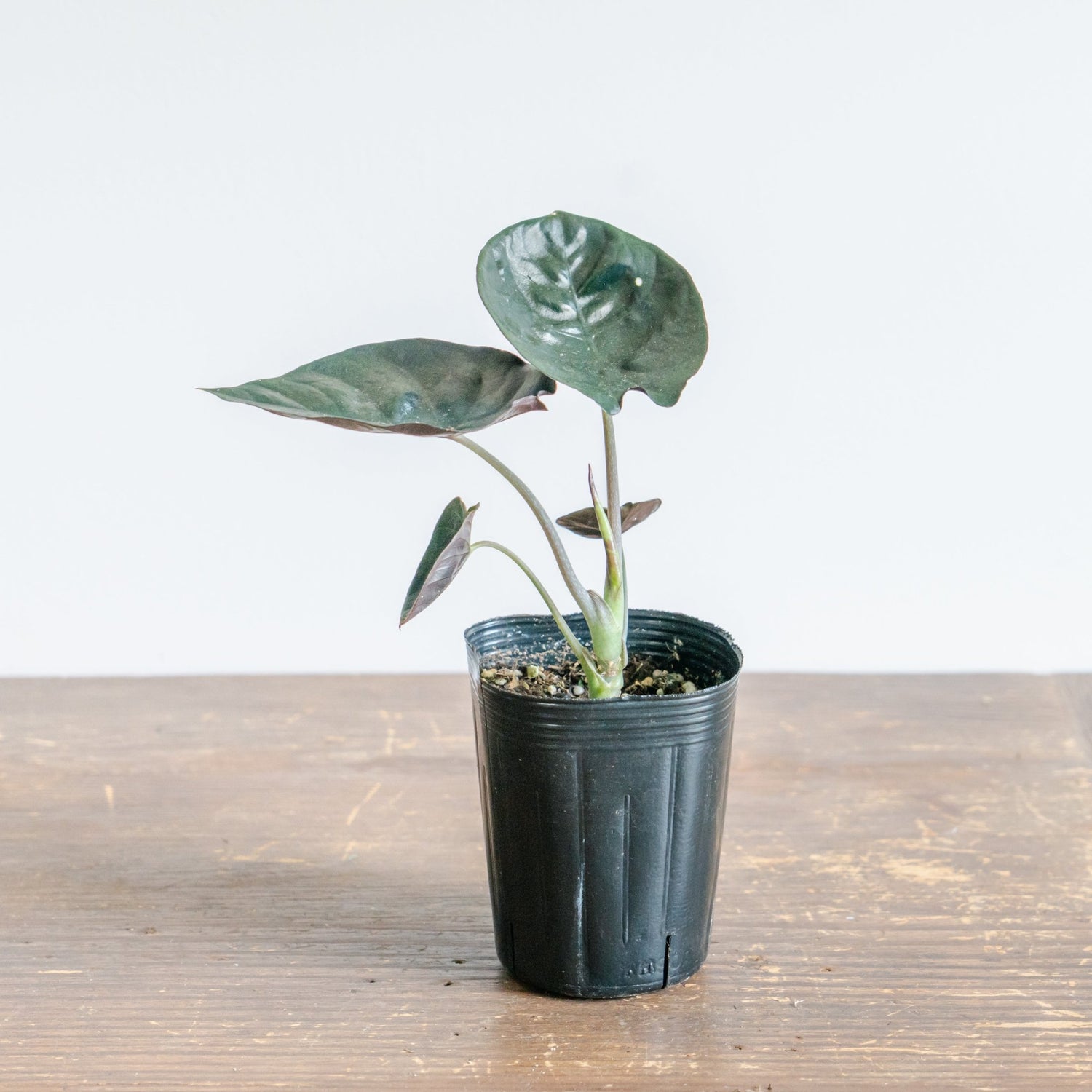 アロカシア・インフェリナリス・ブラックジャックをオーダーするならFlower&amp;Plants tette │ 「手から手へ、想いを運ぶフラワーショップ」【板橋駅徒歩4分】【熟練フローリスト夫婦が運営】【最短2営業日で発送】【24時間365日注文OK】【ギフトは3300円〜】フラワーギフトを手から手へ、想いを込めたブーケやアレンジメントで大切な人に感謝と愛情を。シーンや用途に合わせて選びやすい豊富な種