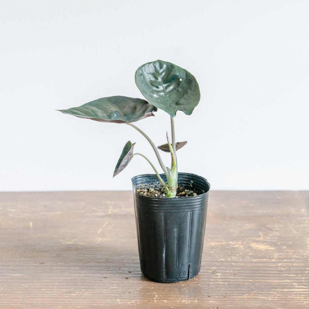 アロカシア・インフェリナリス・ブラックジャックをオーダーするならFlower&amp;Plants tette │ 「手から手へ、想いを運ぶフラワーショップ」【板橋駅徒歩4分】【熟練フローリスト夫婦が運営】【最短2営業日で発送】【24時間365日注文OK】【ギフトは3300円〜】フラワーギフトを手から手へ、想いを込めたブーケやアレンジメントで大切な人に感謝と愛情を。シーンや用途に合わせて選びやすい豊富な種