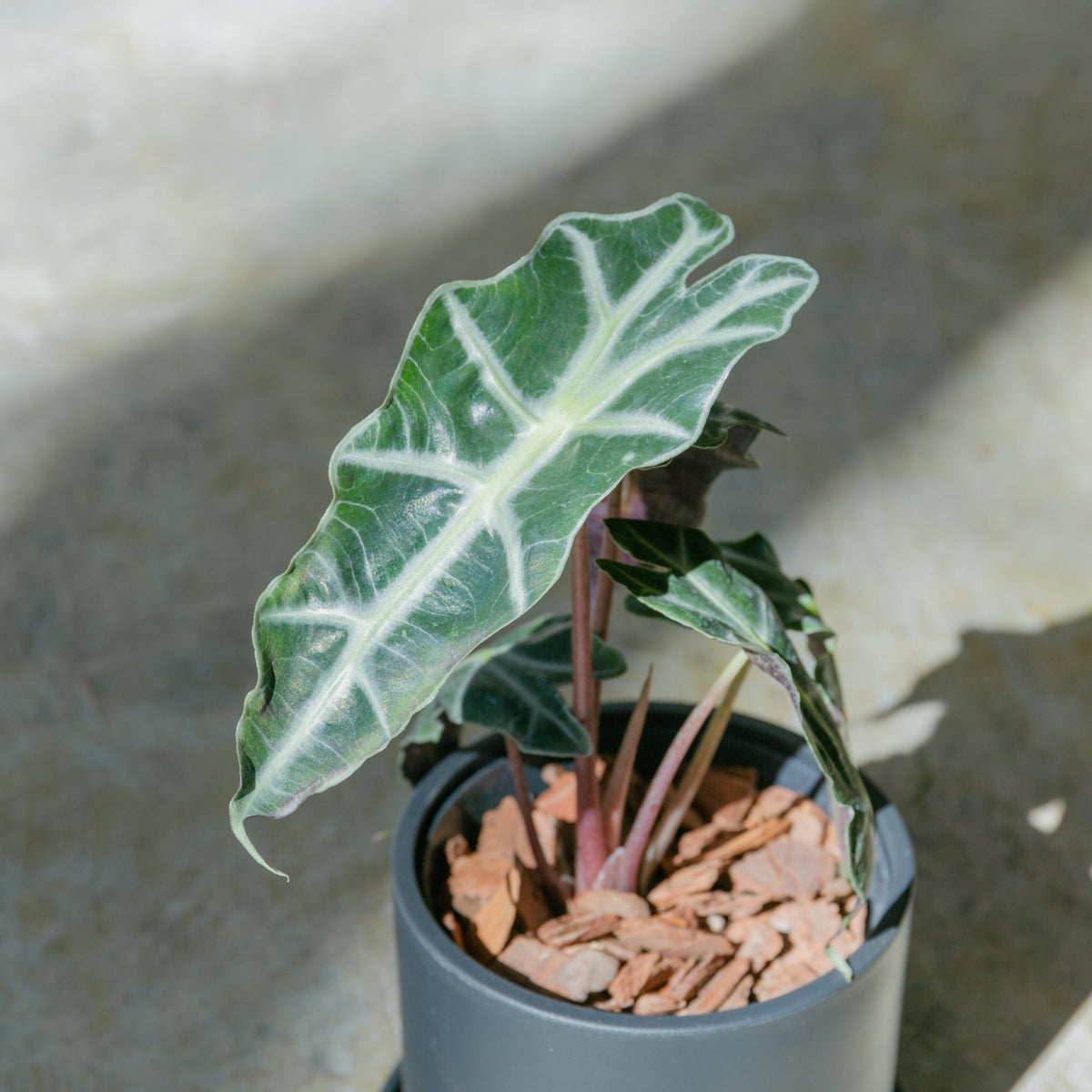アロカシア アマゾニアをオーダーするならFlower&amp;Plants tette │ 「手から手へ、想いを運ぶフラワーショップ」【板橋駅徒歩4分】【熟練フローリスト夫婦が運営】【最短2営業日で発送】【24時間365日注文OK】【ギフトは3300円〜】フラワーギフトを手から手へ、想いを込めたブーケやアレンジメントで大切な人に感謝と愛情を。シーンや用途に合わせて選びやすい豊富な種