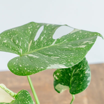 モンステラ タイコンストレーションをオーダーするならFlower&amp;Plants tette │ 「手から手へ、想いを運ぶフラワーショップ」【板橋駅徒歩4分】【熟練フローリスト夫婦が運営】【最短2営業日で発送】【24時間365日注文OK】【ギフトは3300円〜】フラワーギフトを手から手へ、想いを込めたブーケやアレンジメントで大切な人に感謝と愛情を。シーンや用途に合わせて選びやすい豊富な種