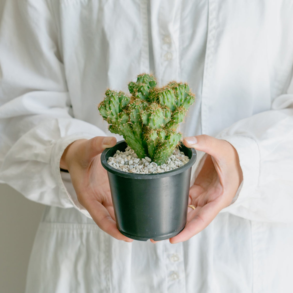 サボテン 金獅子をオーダーするならFlower&amp;Plants tette │ 「手から手へ、想いを運ぶフラワーショップ」【板橋駅徒歩4分】【熟練フローリスト夫婦が運営】【最短2営業日で発送】【24時間365日注文OK】【ギフトは3300円〜】フラワーギフトを手から手へ、想いを込めたブーケやアレンジメントで大切な人に感謝と愛情を。シーンや用途に合わせて選びやすい豊富な種