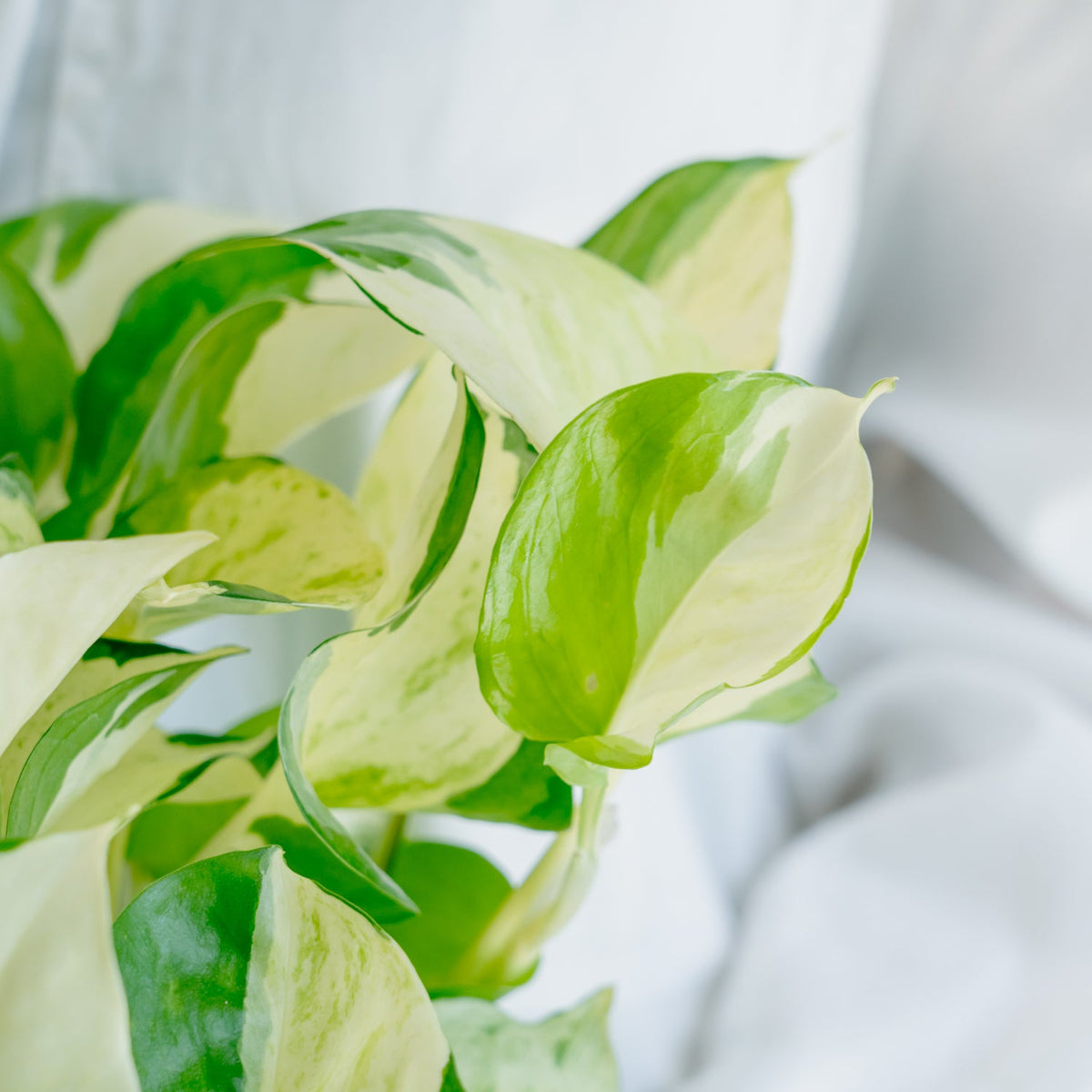 ポトス ステータスをオーダーするならFlower&amp;Plants tette │ 「手から手へ、想いを運ぶフラワーショップ」【板橋駅徒歩4分】【熟練フローリスト夫婦が運営】【最短2営業日で発送】【24時間365日注文OK】【ギフトは3300円〜】フラワーギフトを手から手へ、想いを込めたブーケやアレンジメントで大切な人に感謝と愛情を。シーンや用途に合わせて選びやすい豊富な種