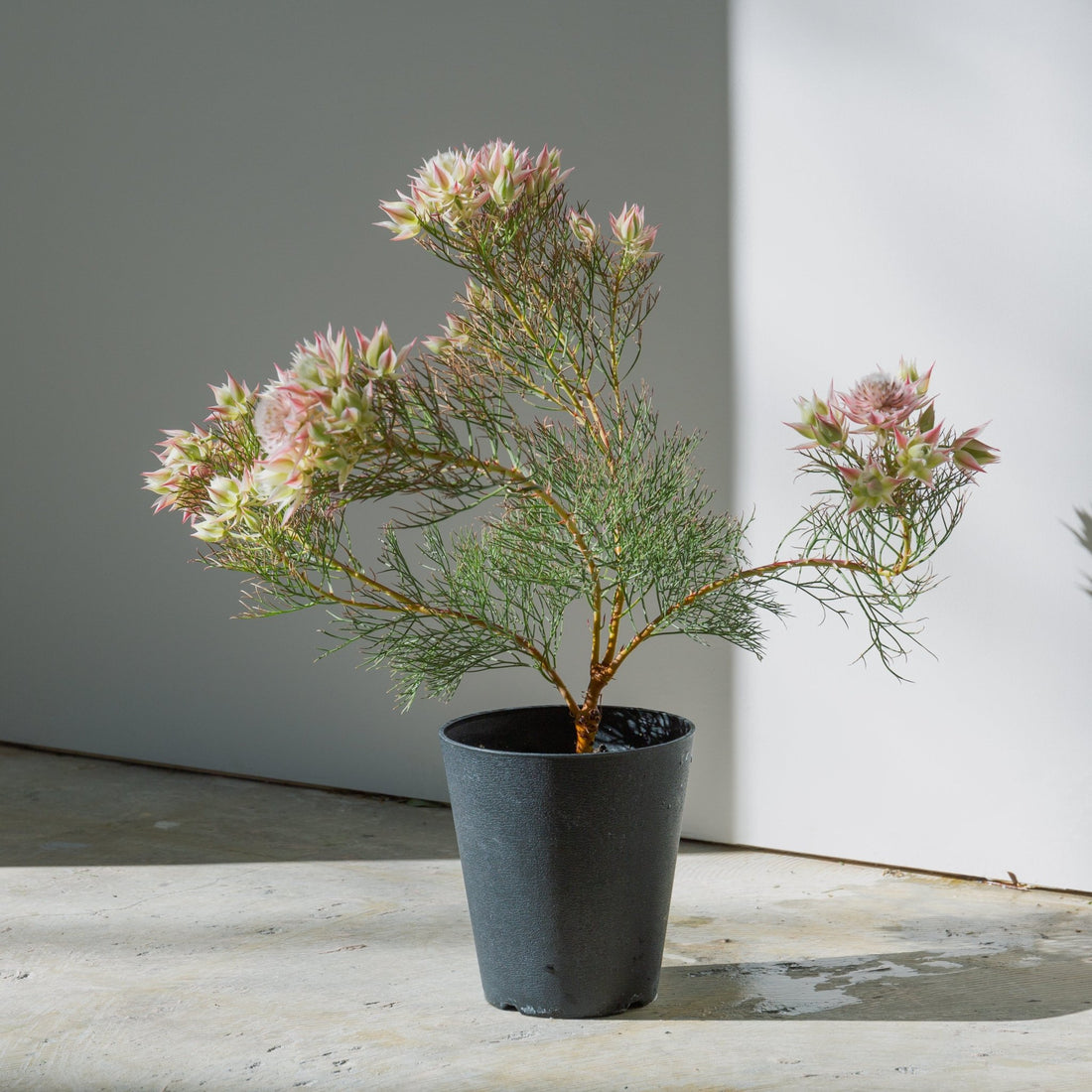 セルリア プリティピンクをオーダーするならFlower&amp;Plants tette │ 「手から手へ、想いを運ぶフラワーショップ」【板橋駅徒歩4分】【熟練フローリスト夫婦が運営】【最短2営業日で発送】【24時間365日注文OK】【ギフトは3300円〜】フラワーギフトを手から手へ、想いを込めたブーケやアレンジメントで大切な人に感謝と愛情を。シーンや用途に合わせて選びやすい豊富な種