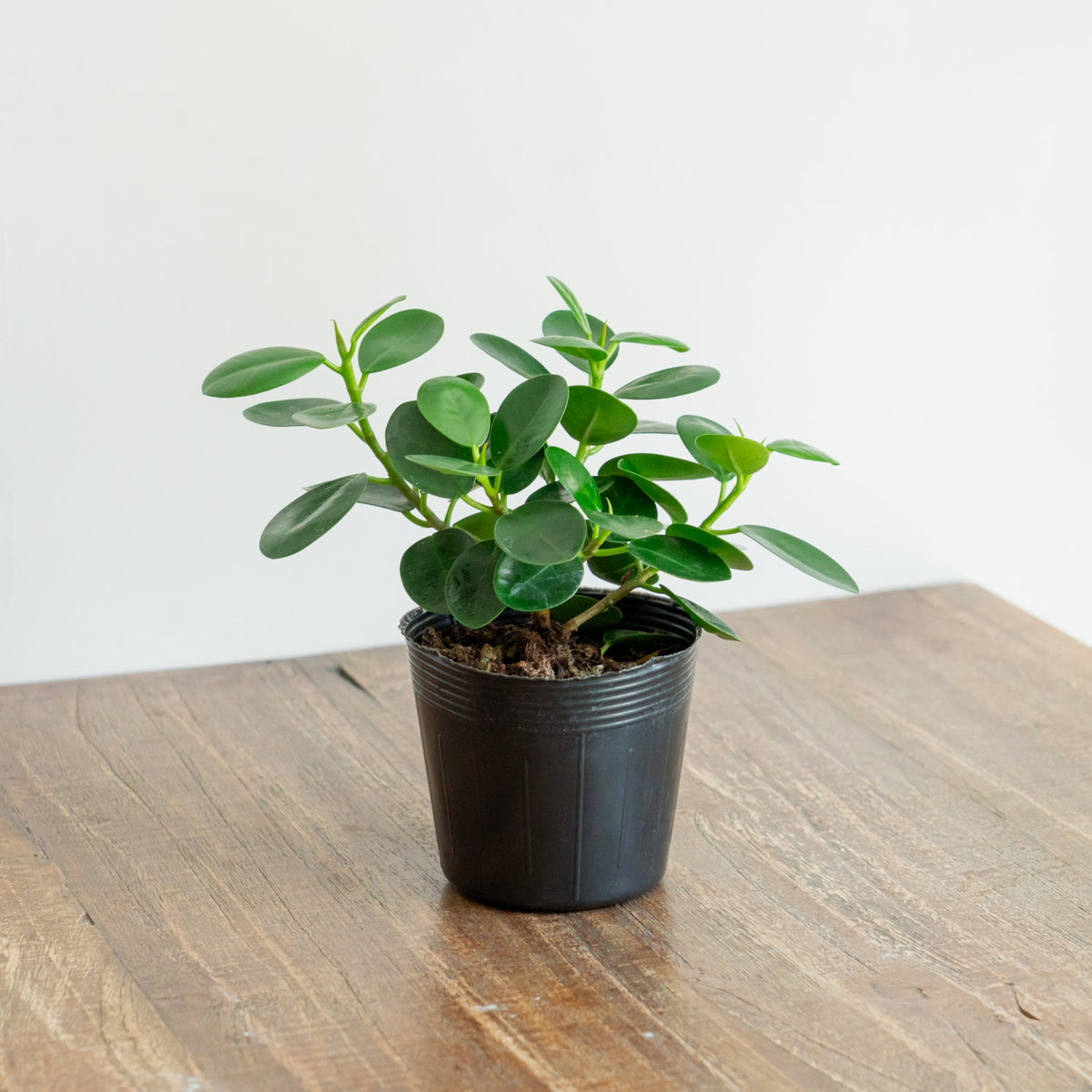 フィカス　ミクロフィラパンダをオーダーするならFlower&amp;Plants tette │ 「手から手へ、想いを運ぶフラワーショップ」【板橋駅徒歩4分】【熟練フローリスト夫婦が運営】【最短2営業日で発送】【24時間365日注文OK】【ギフトは3300円〜】フラワーギフトを手から手へ、想いを込めたブーケやアレンジメントで大切な人に感謝と愛情を。シーンや用途に合わせて選びやすい豊富な種