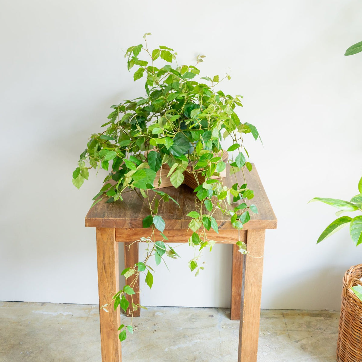 グレープアイビーをオーダーするならFlower&amp;Plants tette │ 「手から手へ、想いを運ぶフラワーショップ」【板橋駅徒歩4分】【熟練フローリスト夫婦が運営】【最短2営業日で発送】【24時間365日注文OK】【ギフトは3300円〜】フラワーギフトを手から手へ、想いを込めたブーケやアレンジメントで大切な人に感謝と愛情を。シーンや用途に合わせて選びやすい豊富な種
