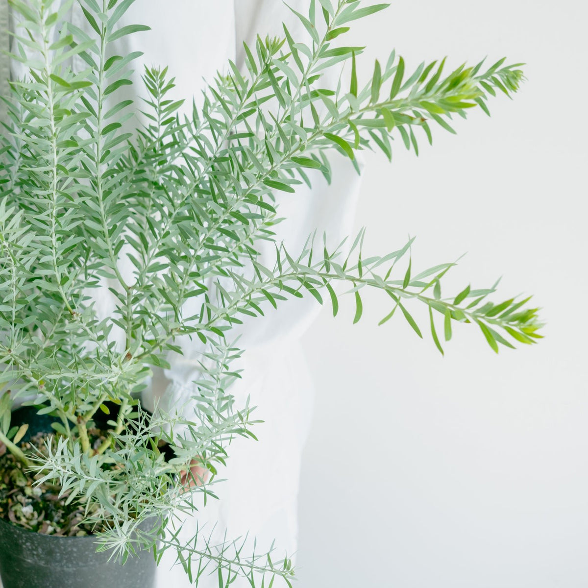 アカシア ブルーブッシュをオーダーするならFlower&amp;Plants tette │ 「手から手へ、想いを運ぶフラワーショップ」【板橋駅徒歩4分】【熟練フローリスト夫婦が運営】【最短2営業日で発送】【24時間365日注文OK】【ギフトは3300円〜】フラワーギフトを手から手へ、想いを込めたブーケやアレンジメントで大切な人に感謝と愛情を。シーンや用途に合わせて選びやすい豊富な種