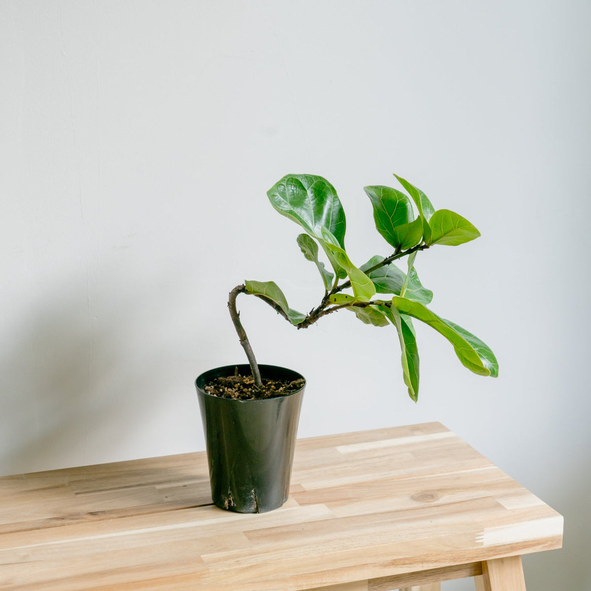 フィカス　バンビーノをオーダーするならFlower&amp;Plants tette │ 「手から手へ、想いを運ぶフラワーショップ」【板橋駅徒歩4分】【熟練フローリスト夫婦が運営】【最短2営業日で発送】【24時間365日注文OK】【ギフトは3300円〜】フラワーギフトを手から手へ、想いを込めたブーケやアレンジメントで大切な人に感謝と愛情を。シーンや用途に合わせて選びやすい豊富な種