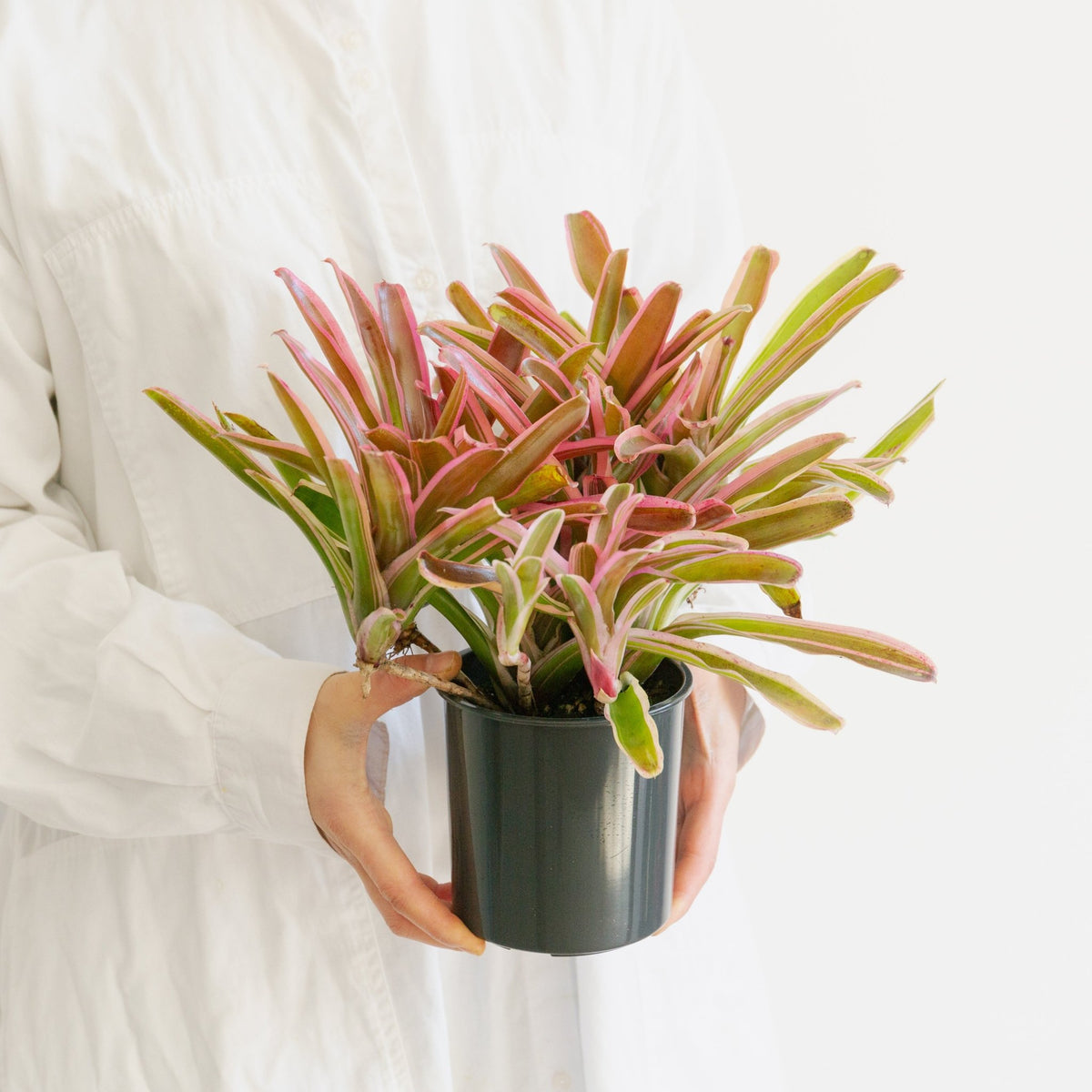 ネオレゲリア・ファイアーボールをオーダーするならFlower&amp;Plants tette │ 「手から手へ、想いを運ぶフラワーショップ」【板橋駅徒歩4分】【熟練フローリスト夫婦が運営】【最短2営業日で発送】【24時間365日注文OK】【ギフトは3300円〜】フラワーギフトを手から手へ、想いを込めたブーケやアレンジメントで大切な人に感謝と愛情を。シーンや用途に合わせて選びやすい豊富な種