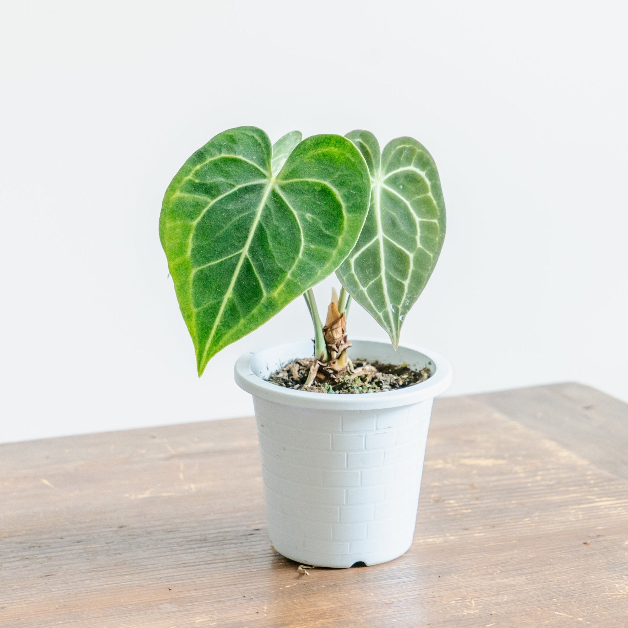 アンスリウム　クラリネルバムをオーダーするならFlower&amp;Plants tette │ 「手から手へ、想いを運ぶフラワーショップ」【板橋駅徒歩4分】【熟練フローリスト夫婦が運営】【最短2営業日で発送】【24時間365日注文OK】【ギフトは3300円〜】フラワーギフトを手から手へ、想いを込めたブーケやアレンジメントで大切な人に感謝と愛情を。シーンや用途に合わせて選びやすい豊富な種