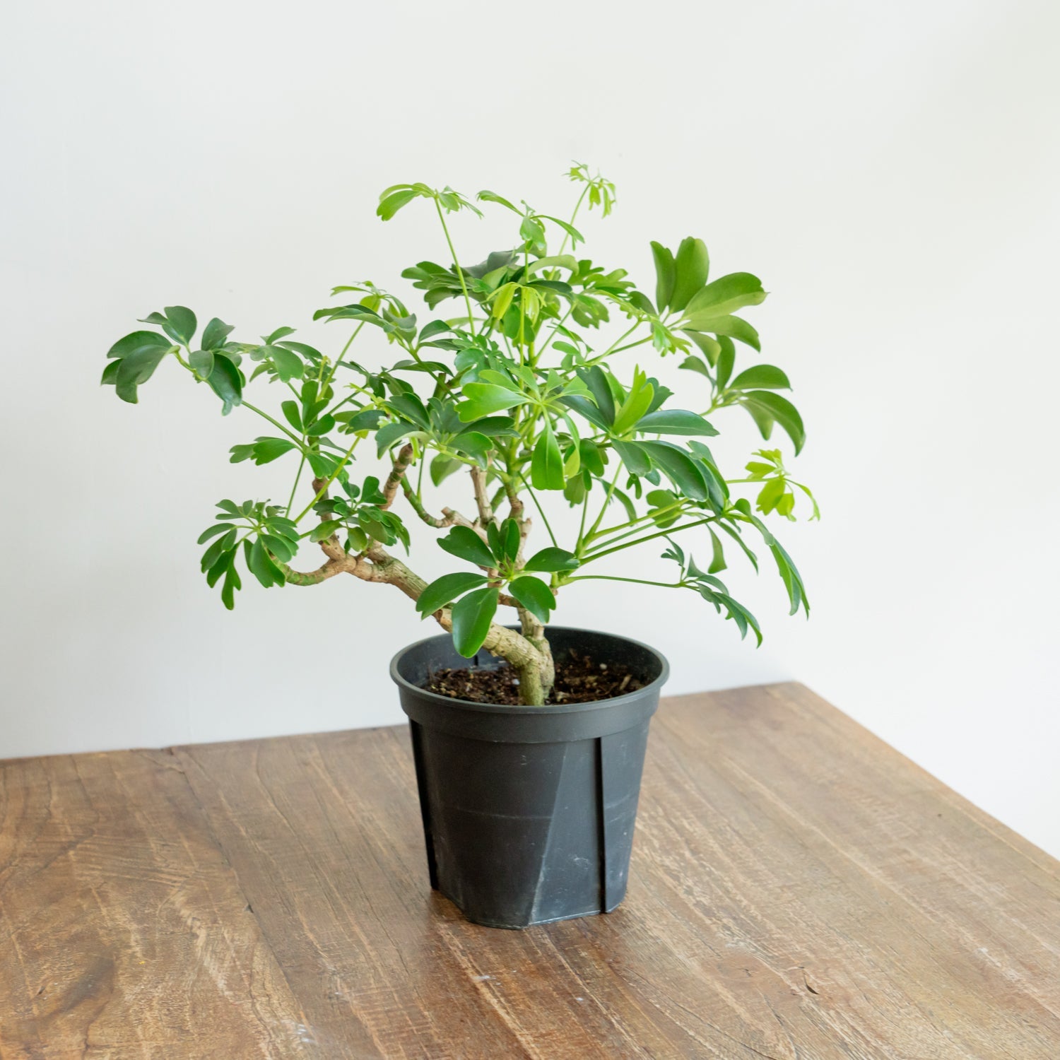 シェフレラ レナータならFlower&Plants tette │「手から手へ