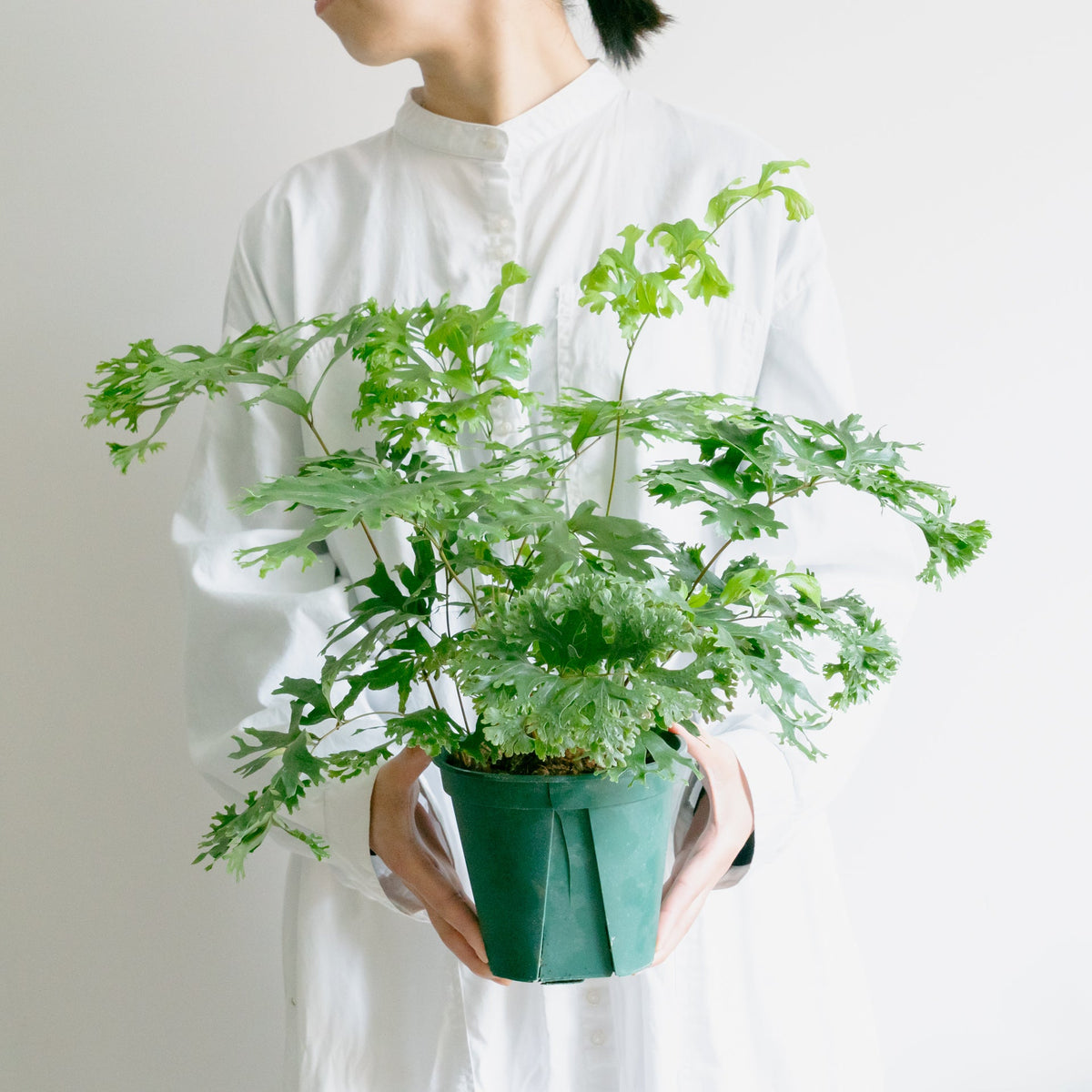 フレポディウム ファラックスをオーダーするならFlower&amp;Plants tette │ 「手から手へ、想いを運ぶフラワーショップ」【板橋駅徒歩4分】【熟練フローリスト夫婦が運営】【最短2営業日で発送】【24時間365日注文OK】【ギフトは3300円〜】フラワーギフトを手から手へ、想いを込めたブーケやアレンジメントで大切な人に感謝と愛情を。シーンや用途に合わせて選びやすい豊富な種
