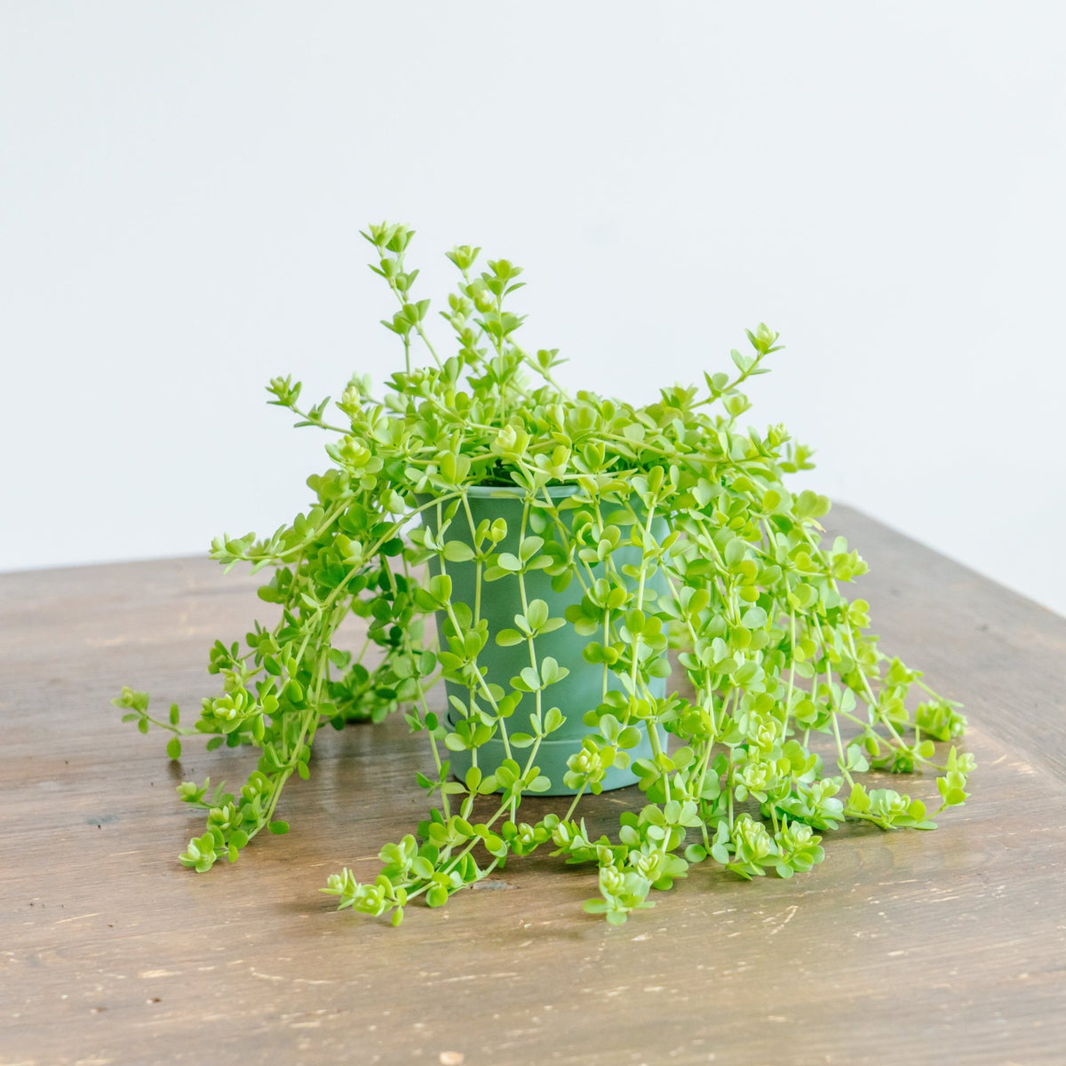 ペペロミア デビーナをオーダーするならFlower&amp;Plants tette │ 「手から手へ、想いを運ぶフラワーショップ」【板橋駅徒歩4分】【熟練フローリスト夫婦が運営】【最短2営業日で発送】【24時間365日注文OK】【ギフトは3300円〜】フラワーギフトを手から手へ、想いを込めたブーケやアレンジメントで大切な人に感謝と愛情を。シーンや用途に合わせて選びやすい豊富な種